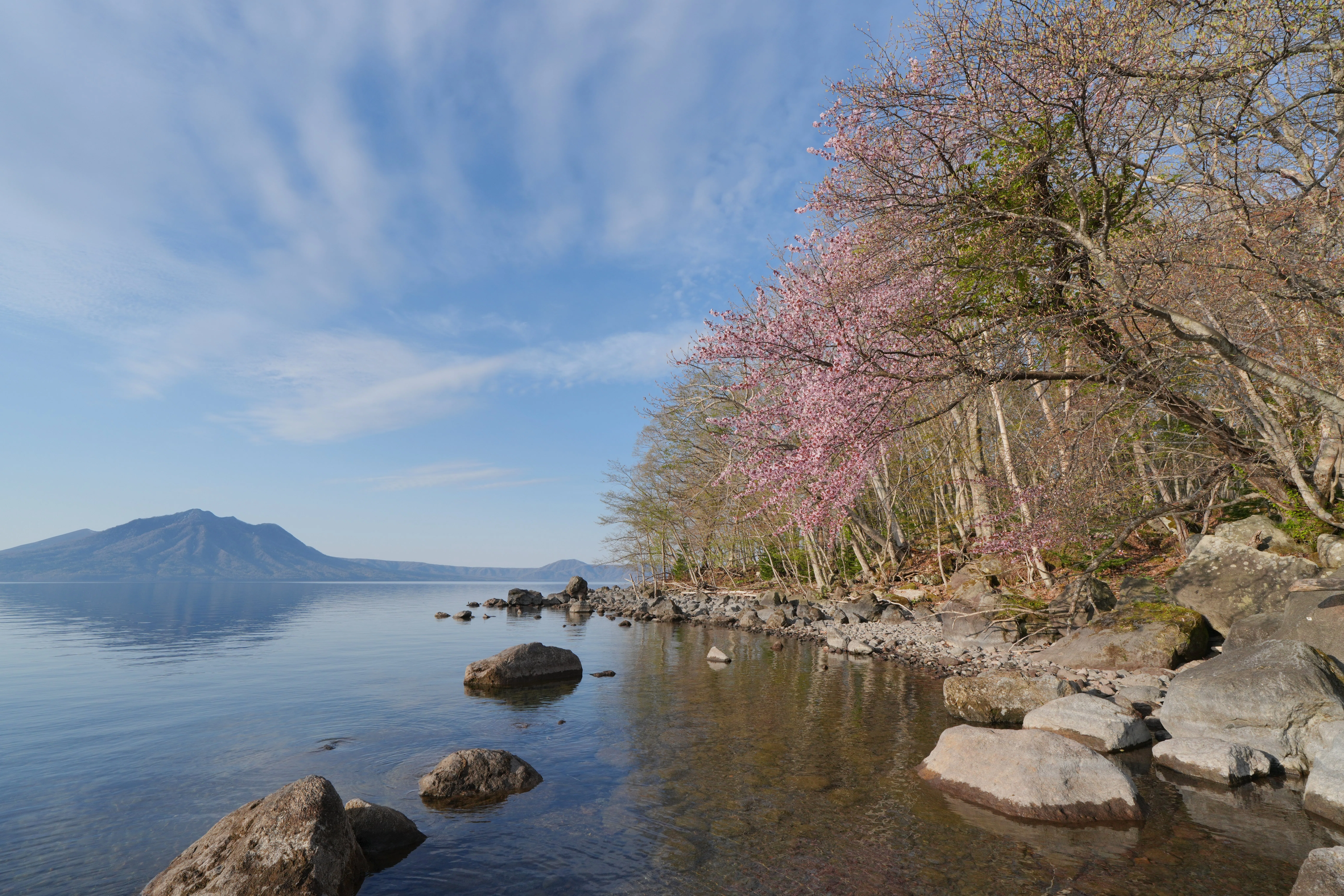 支笏のエゾヤマザクラ｜風景写真 四季の山旅