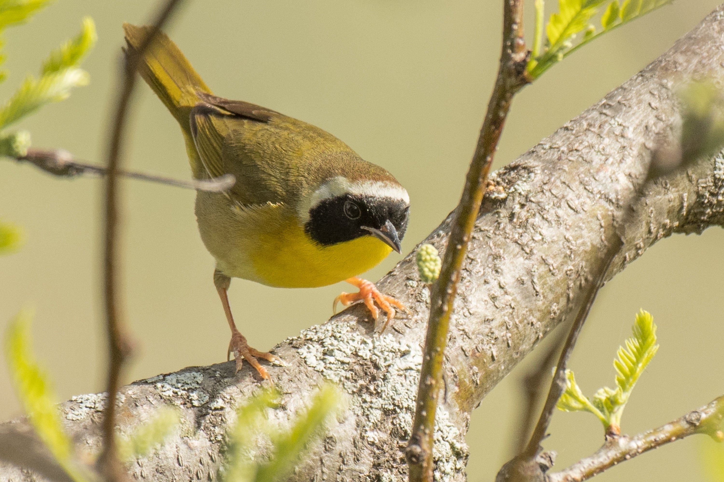 シカゴでバードウォッチング!】 Common Yellowthroat |ローリー シカゴでバードウォッチング!】 Common Yellowthroat |ローリー