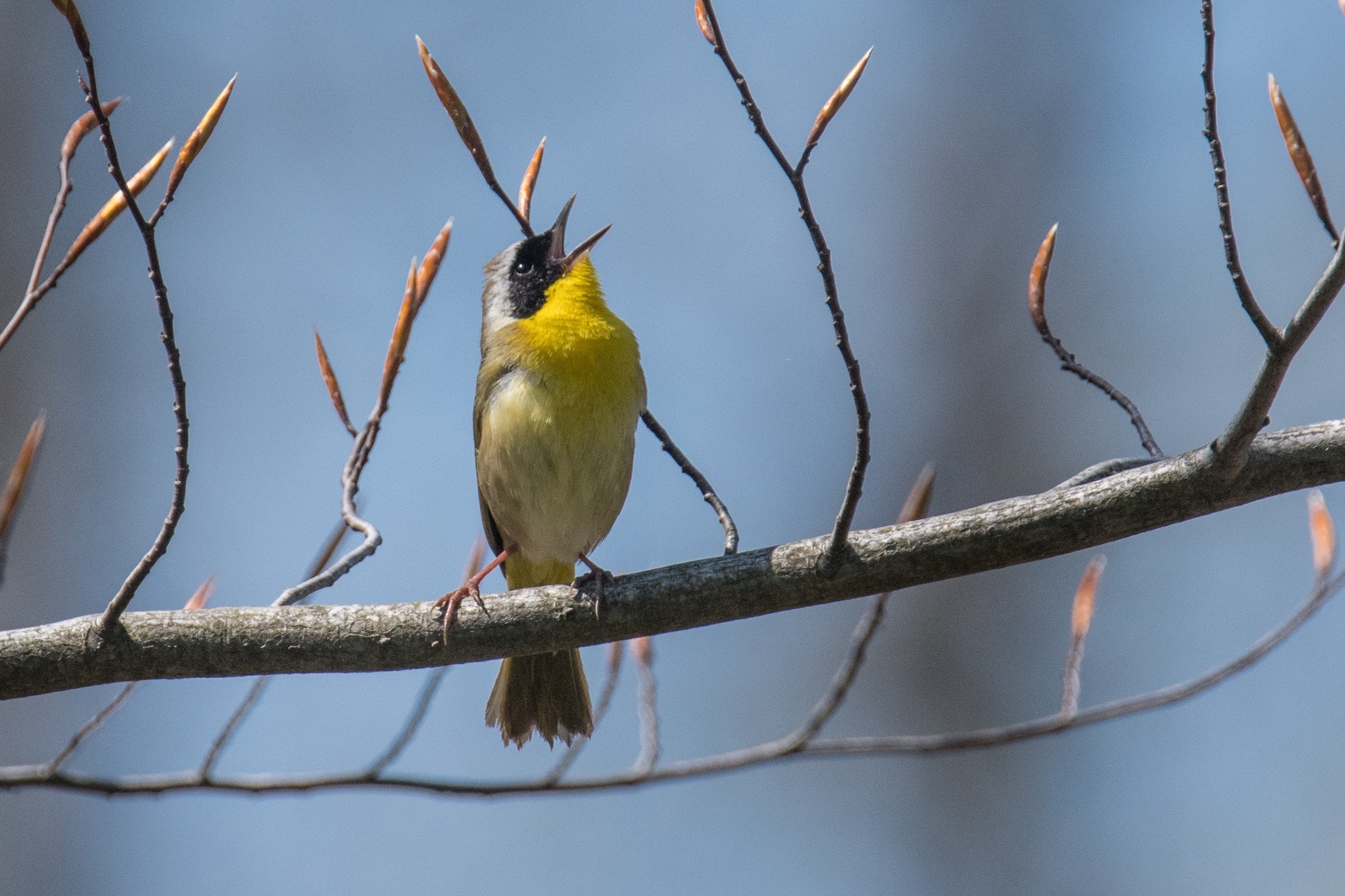 シカゴでバードウォッチング!】 Common Yellowthroat |ローリー シカゴでバードウォッチング!】 Common Yellowthroat |ローリー