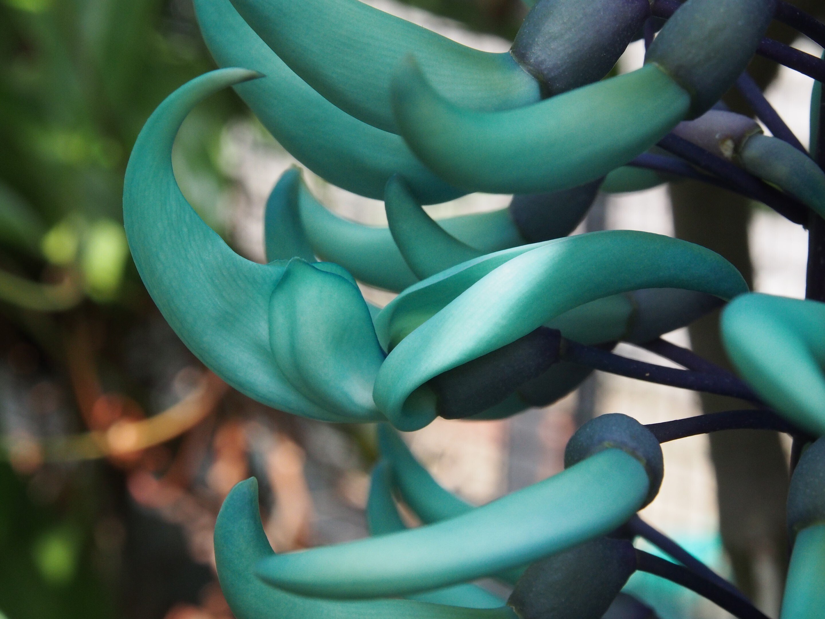 尼崎市 上坂部西公園2024年5月4日【ヒスイカズラ,トビカズラ】｜レタス