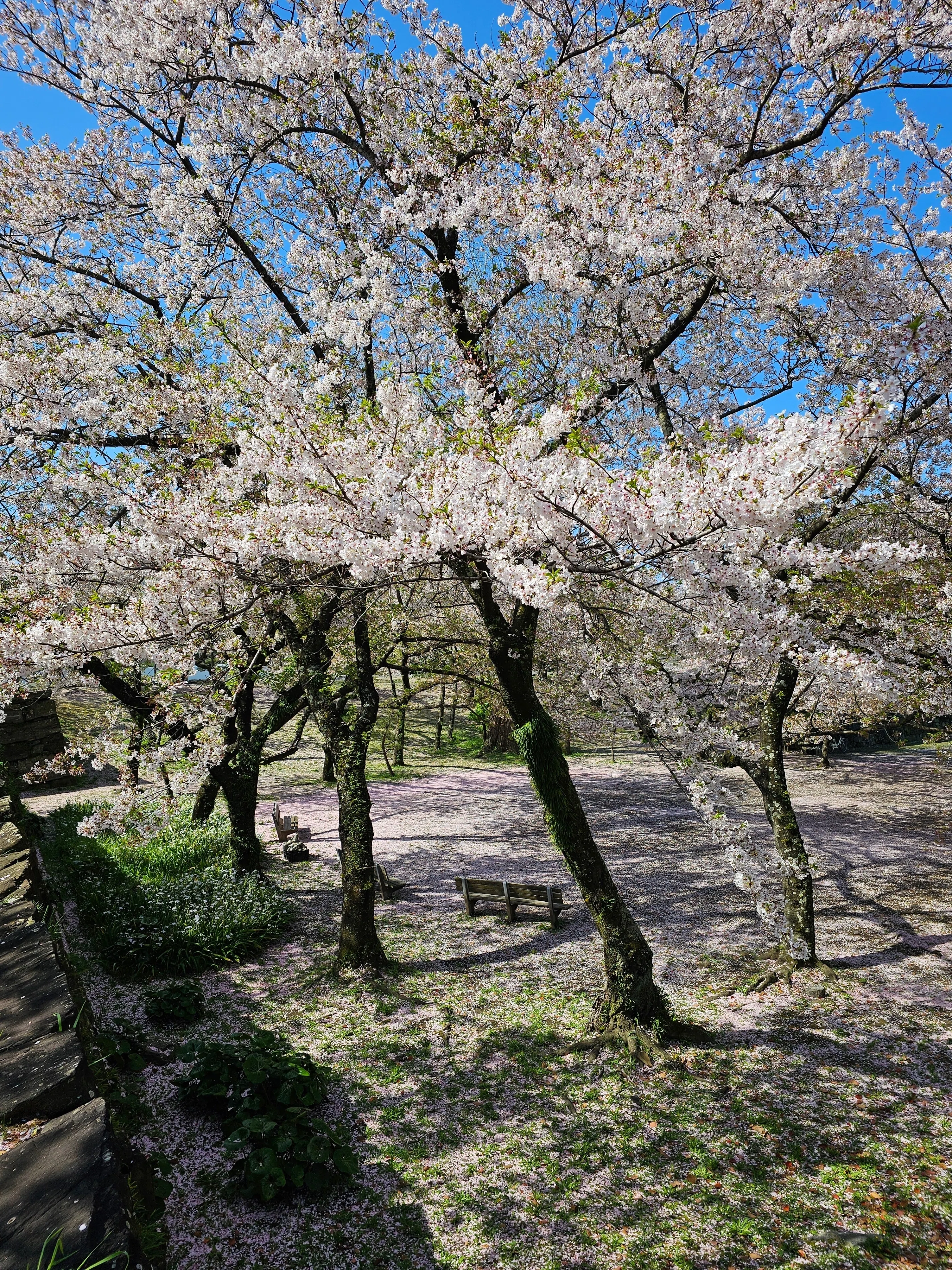 184 散り頃の桜の風景に魅了される / リラクゼーションな1日｜Mocha