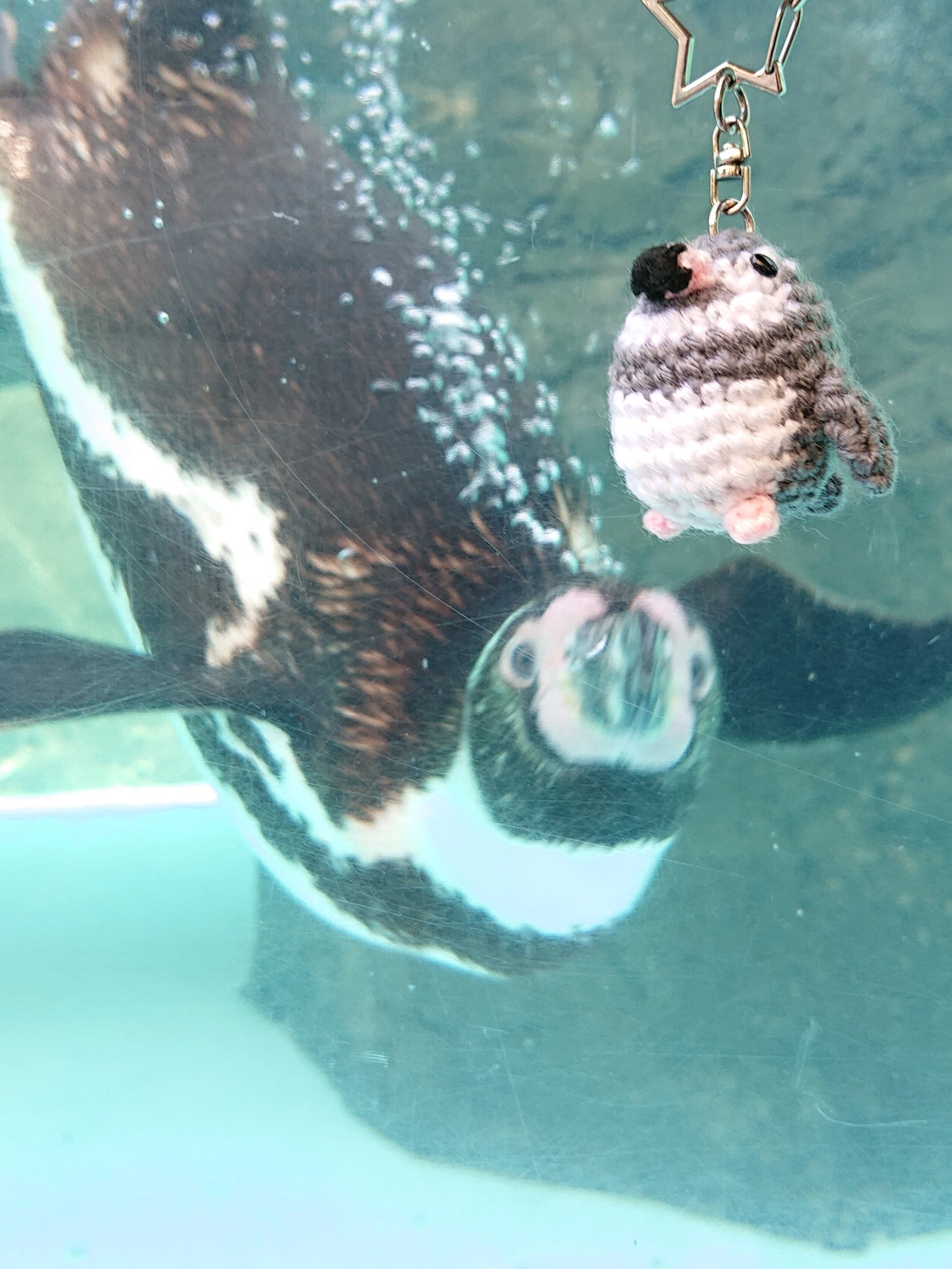 あみぐるみペン活🐧わたしのあみぐるみペンギンってイケてるのかな