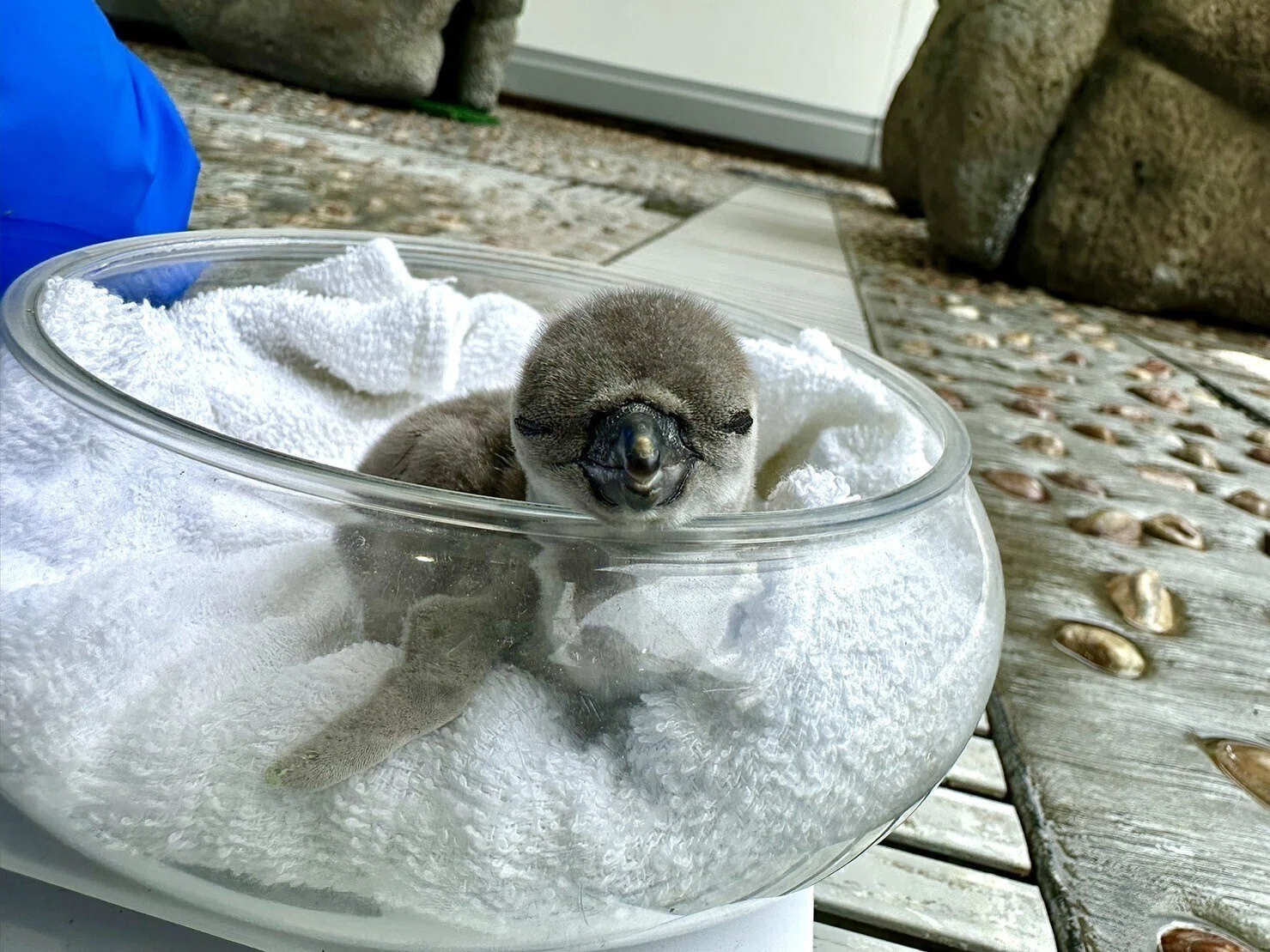 こんにちは、コビーです！｜仙台うみの杜水族館