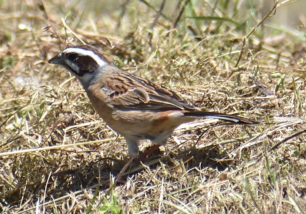 播磨の生き物：里山の野鳥（5月上旬）｜姫路いきもの写真