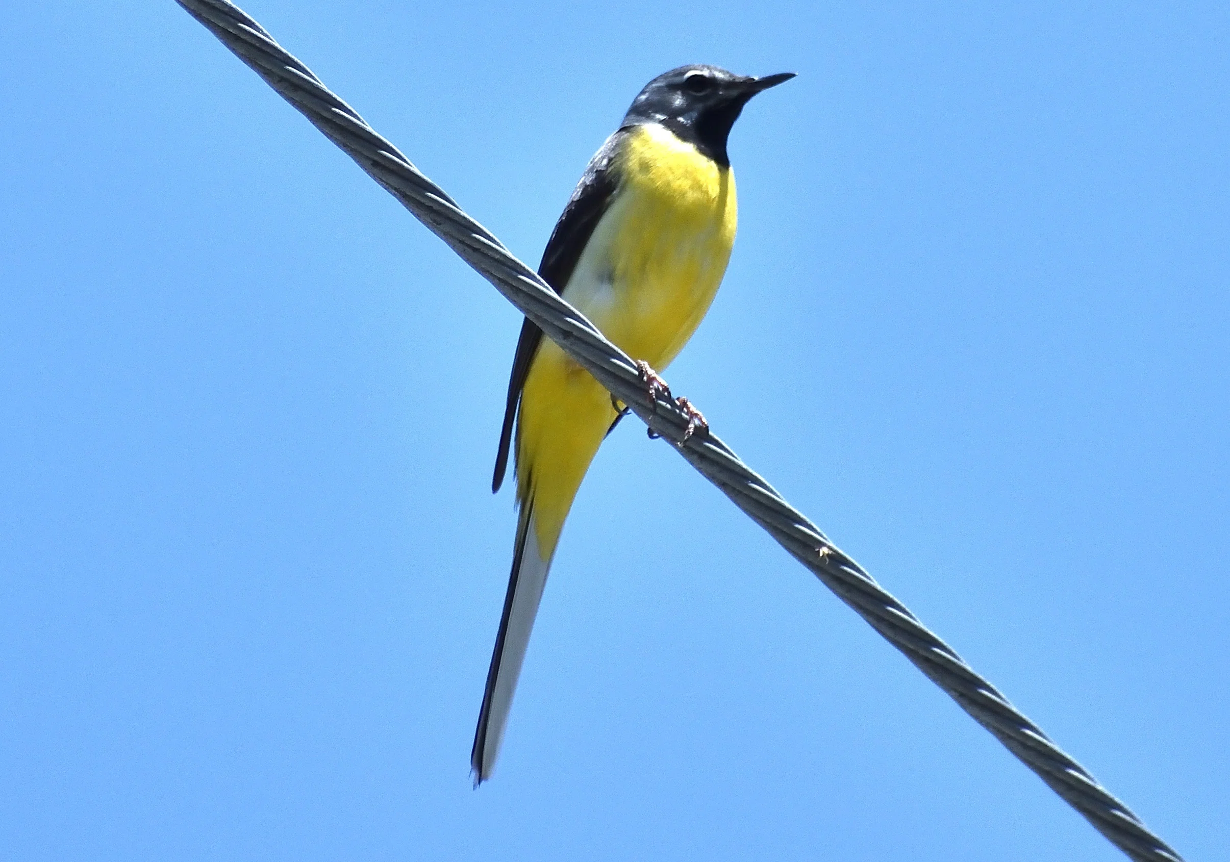 播磨の生き物：里山の野鳥（5月上旬）｜姫路いきもの写真