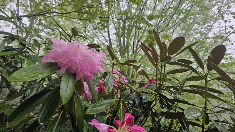山口県周南市鹿野の奥地、長野山の山開きにやって来ました。4月29日の山開きの日は、かなりの大雨。旧鹿野町時代の町花シャクナゲも、雨粒に濡れていました。