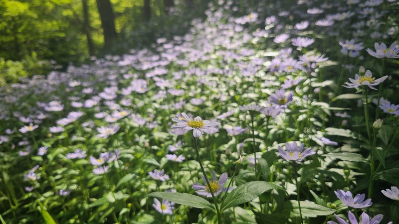 ゴールデンウィーク中に、山口県周南市鹿野の「山野草のエキ」を訪れました。山の斜面には、ミヤコワスレの花が群生していました。