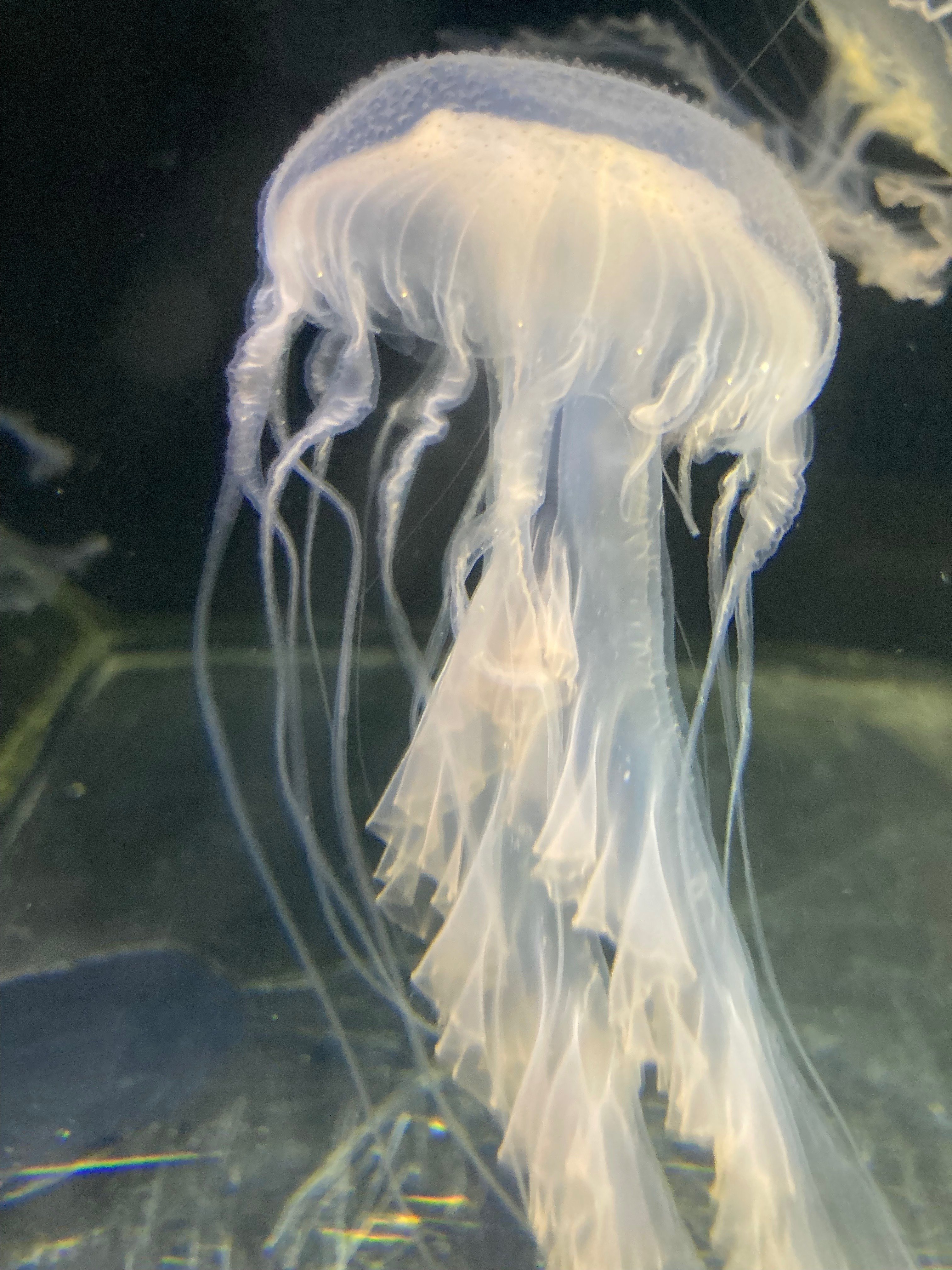 くらげ様専用です アマクサクラゲの魅力と成長記録｜北里アクアリウムラボ