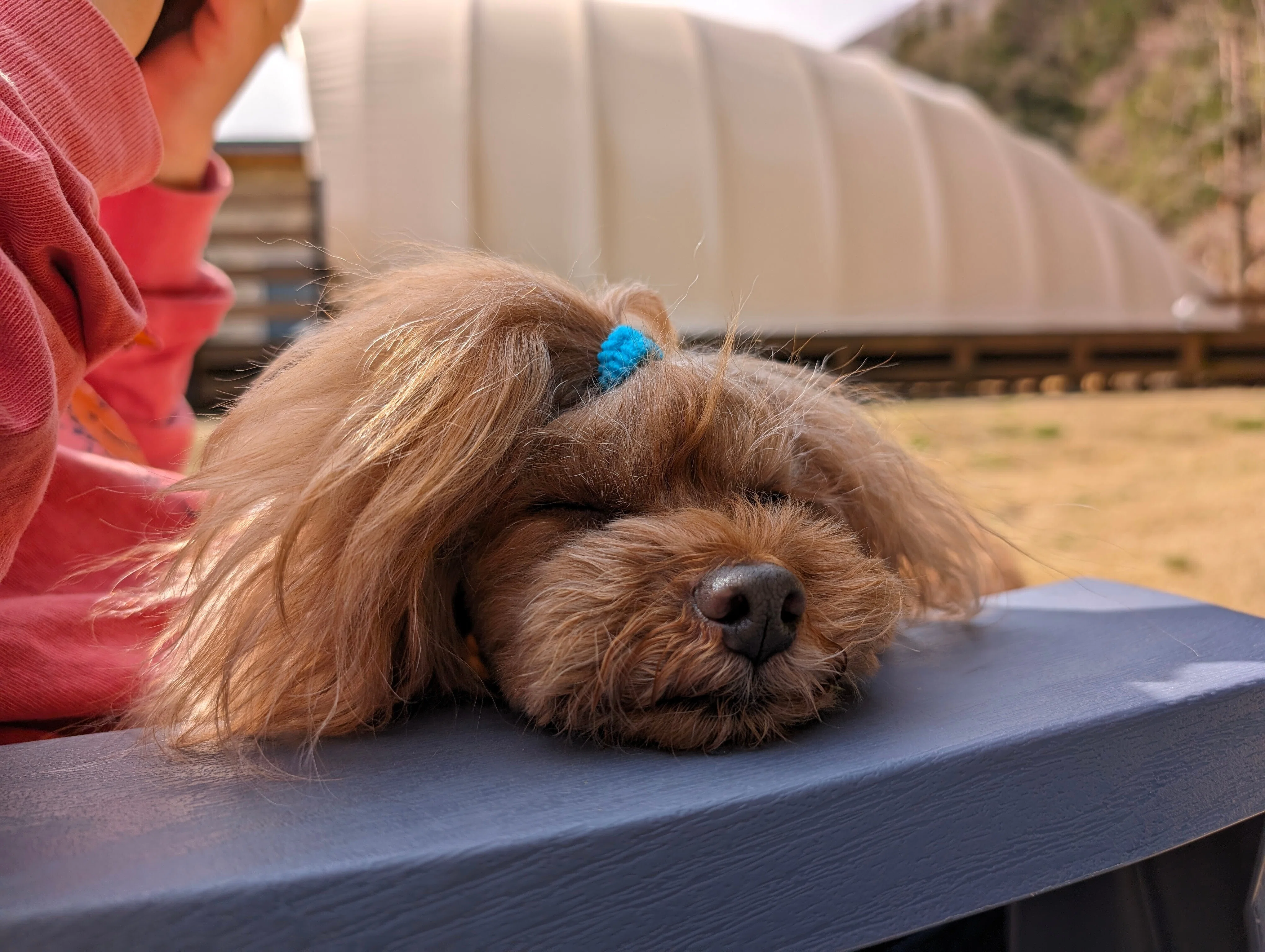 犬と行けるグランピング（長野県阿智村）Mokki〜日本一の星空の村｜HAYA