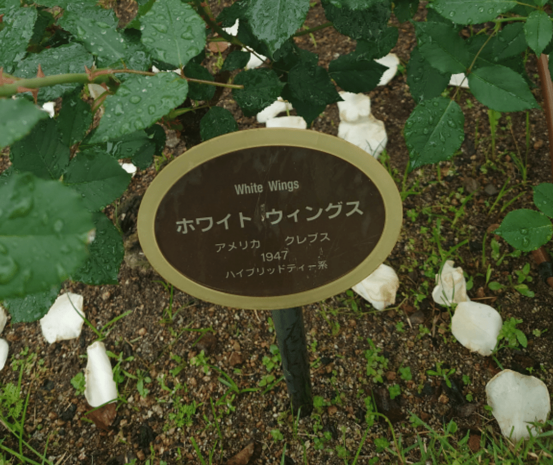 大阪]マダムが教えてくれたバラのネームプレートのたのしいひみつ｜ふふみ