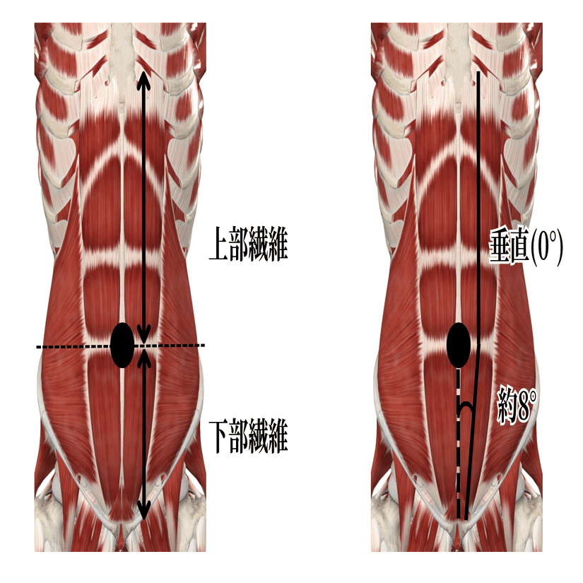 図説筋の機能解剖 図説 筋の機能解剖 第4版｜Yahoo!フリマ（