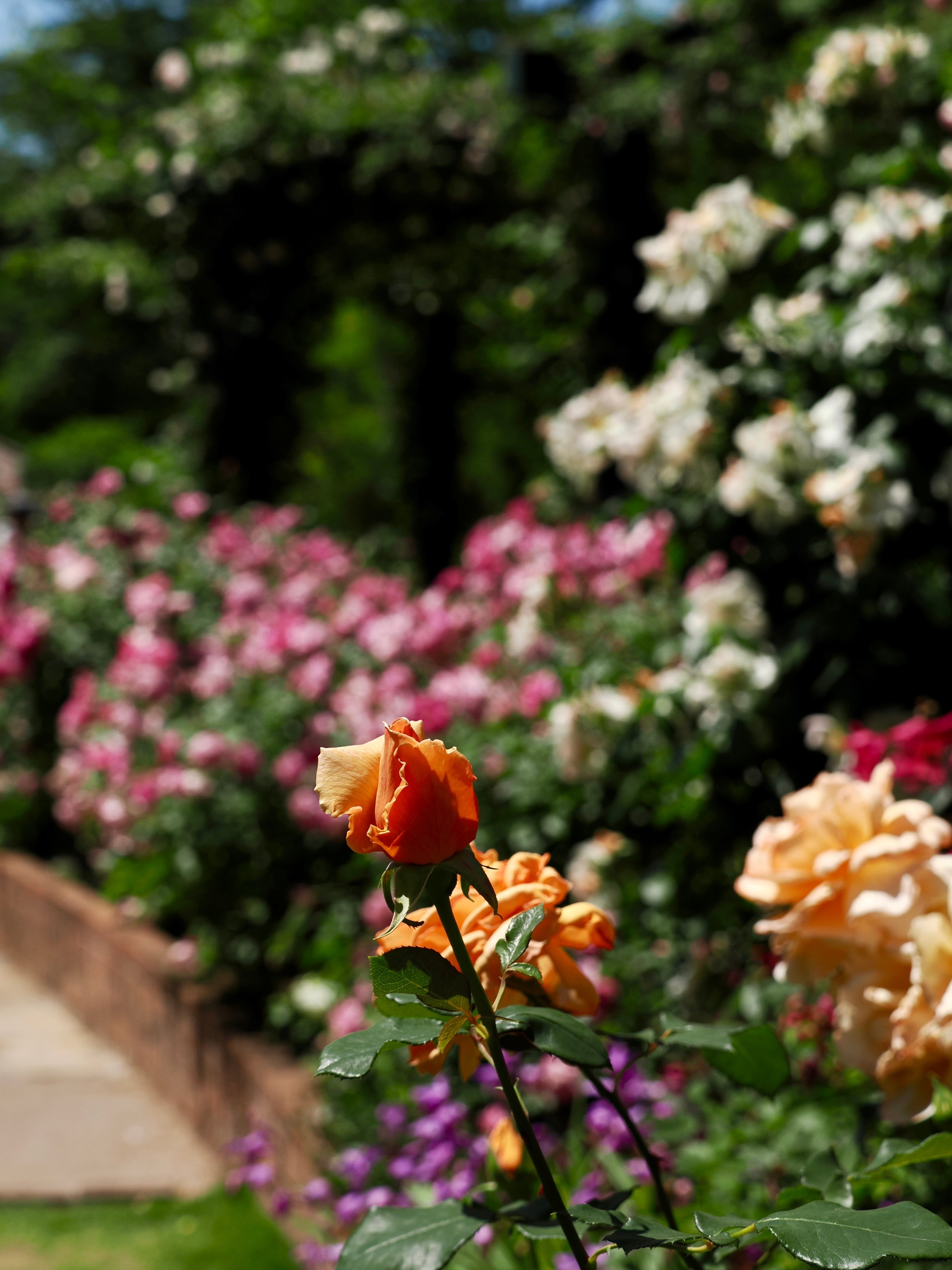 都心からアクセス抜群！四季の香ローズガーデンで癒される一日｜Bun