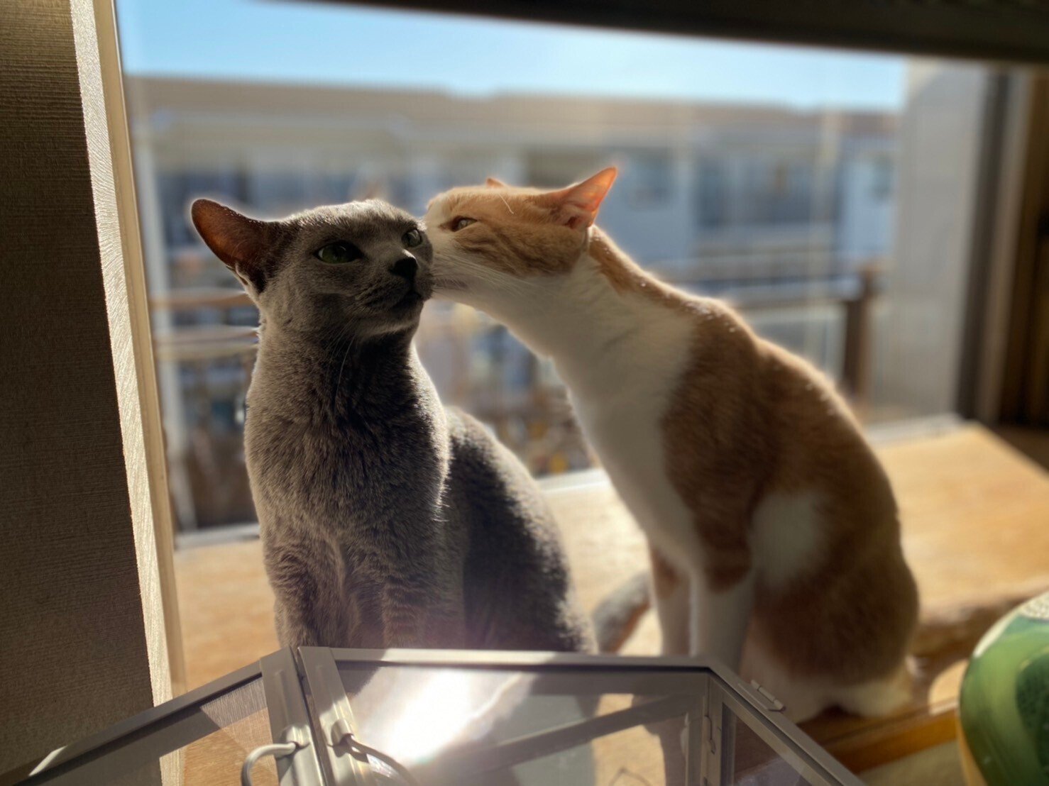 ねこがいちばんかわいい  2d593a9278c4492f418f2c0eab9427