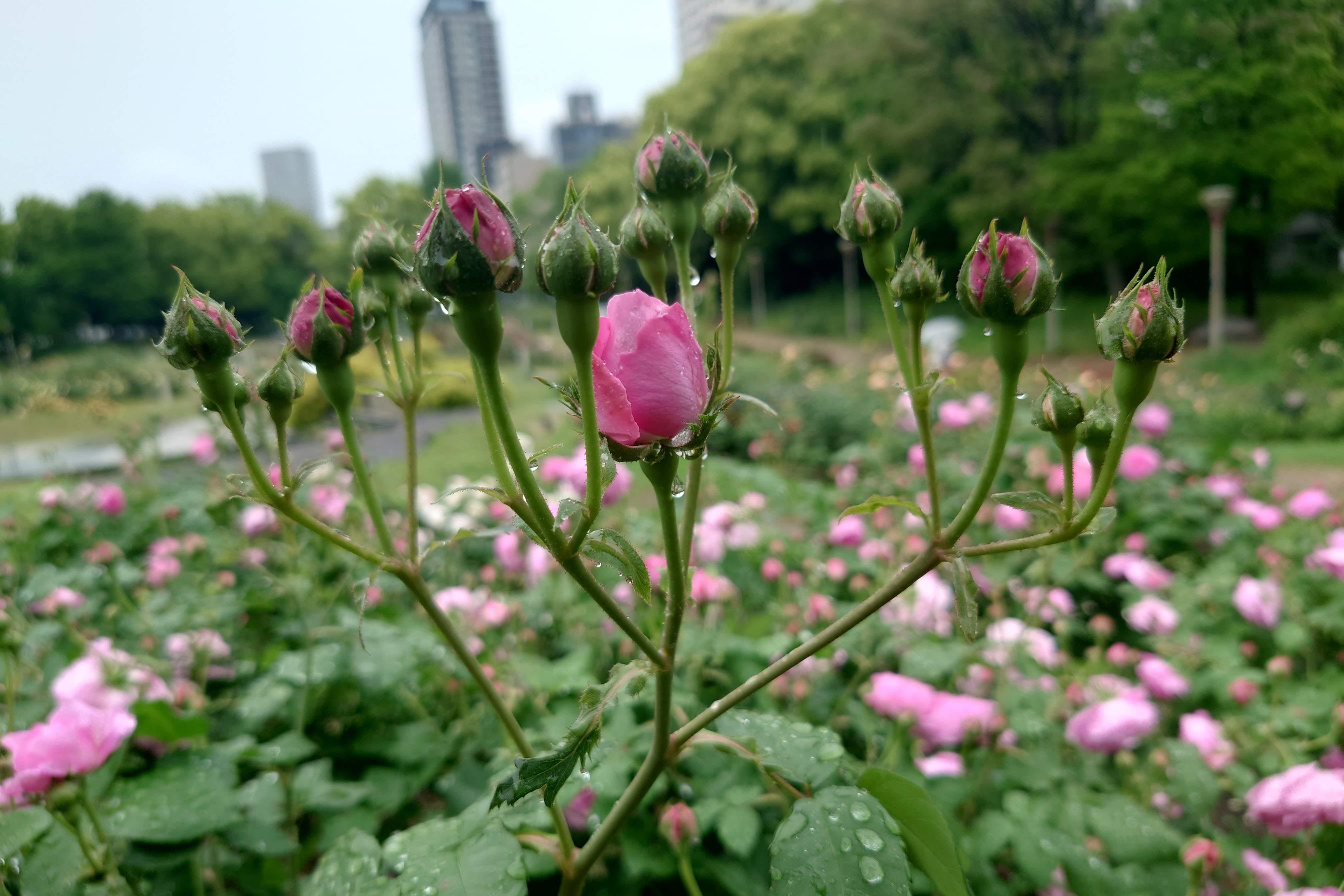 大阪]マダムが教えてくれたバラのネームプレートのたのしいひみつ｜ふふみ