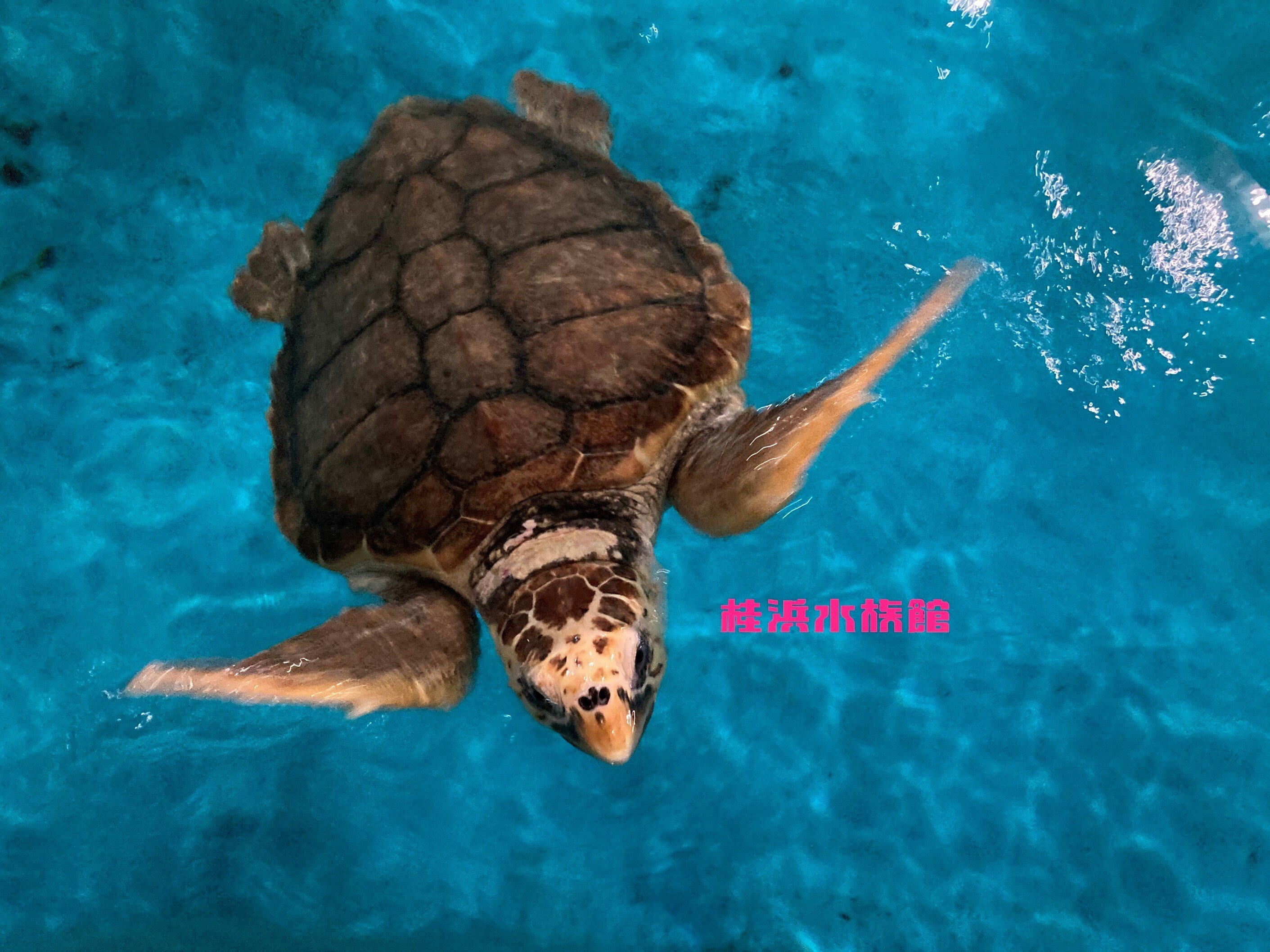 🐢🐢今日は『世界カメの日』🐢🐢|桂浜水族館 公式 🐢🐢今日は『世界カメの日』🐢🐢|桂浜水族館 公式