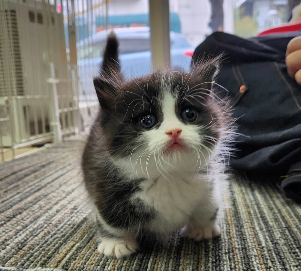 大阪府のその他 お話し中！今から猫ちゃんをお迎えする方へ