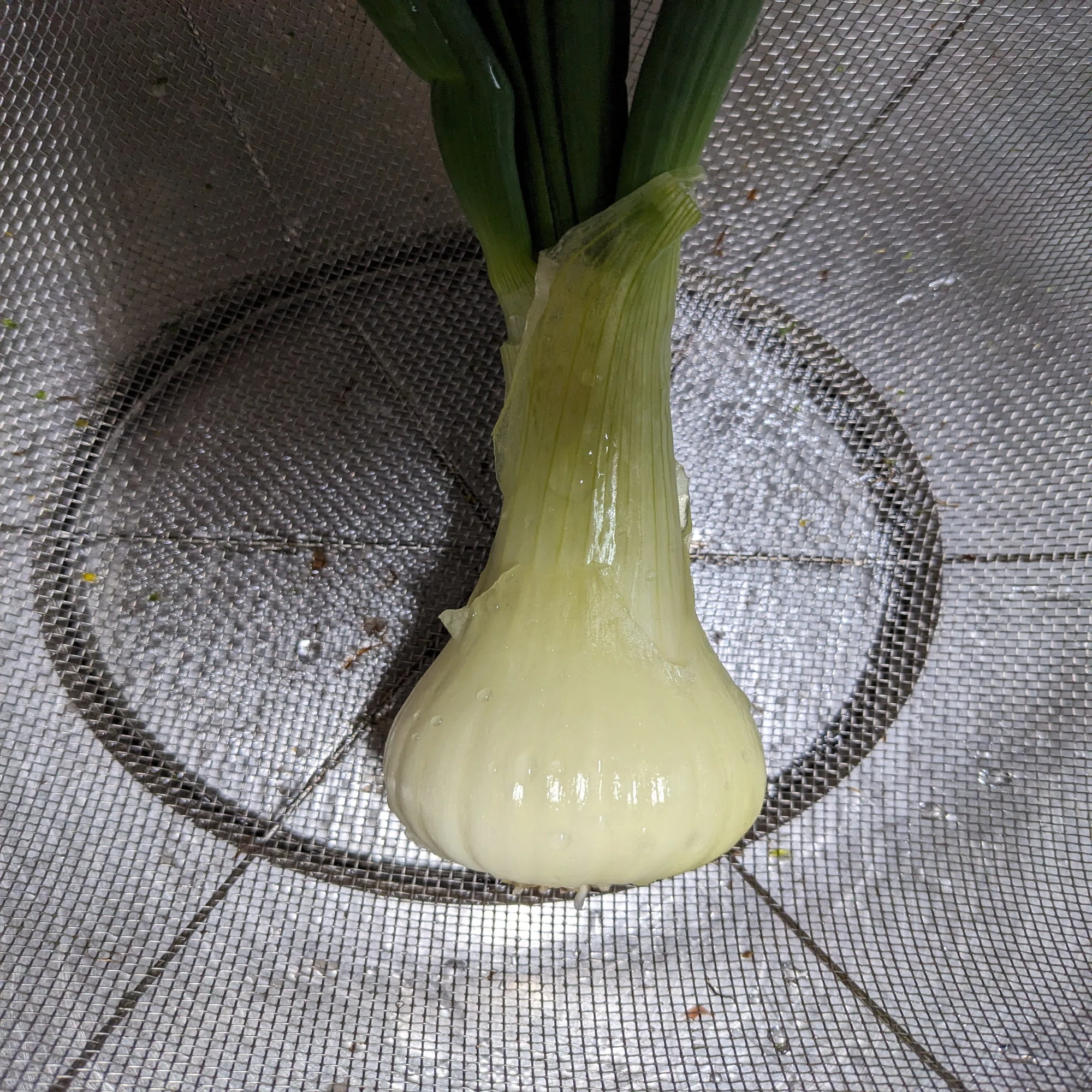 自然農での玉ねぎの栽培｜にじ やすひろ