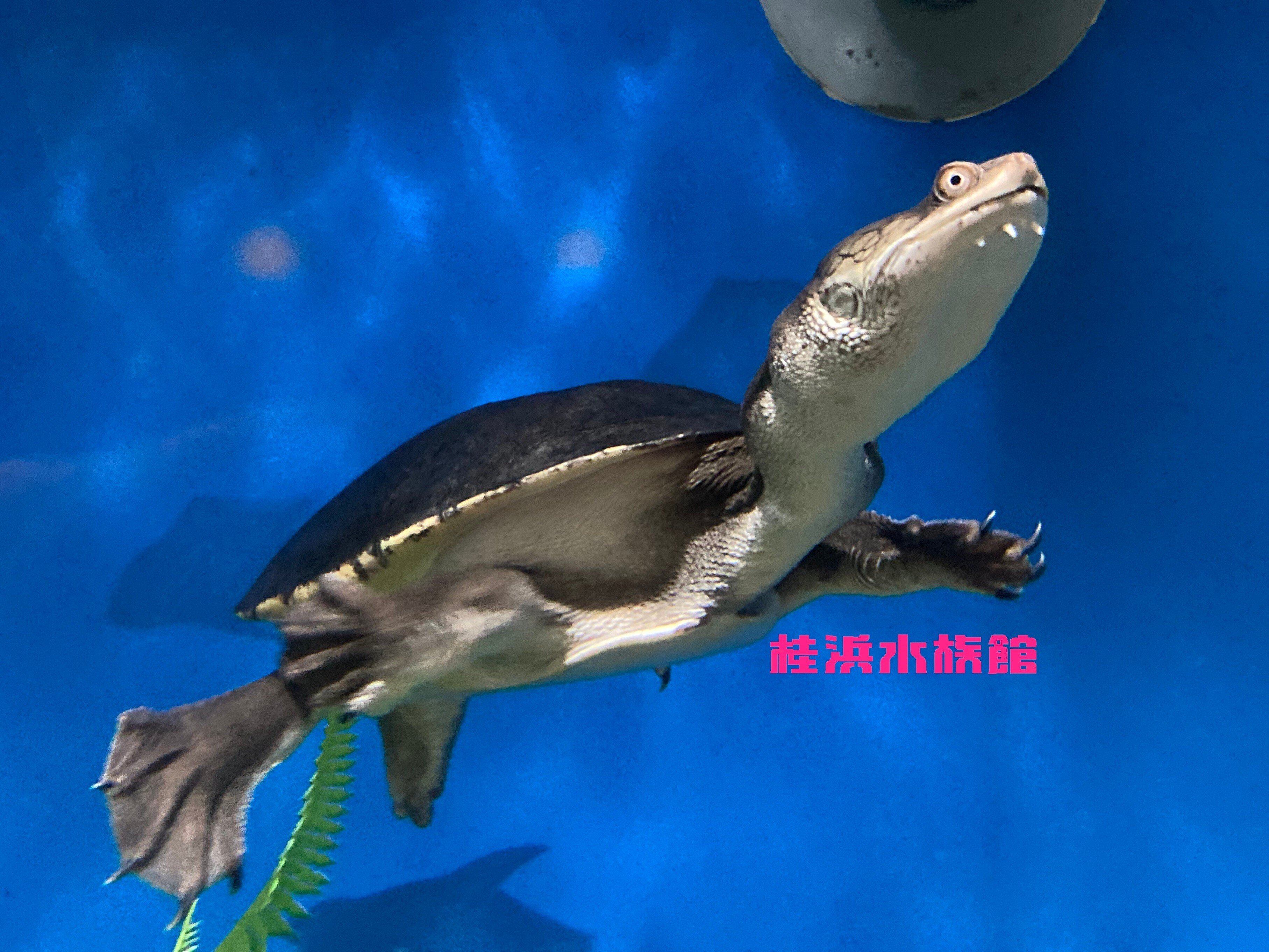 🐢🐢今日は『世界カメの日』🐢🐢｜桂浜水族館 公式