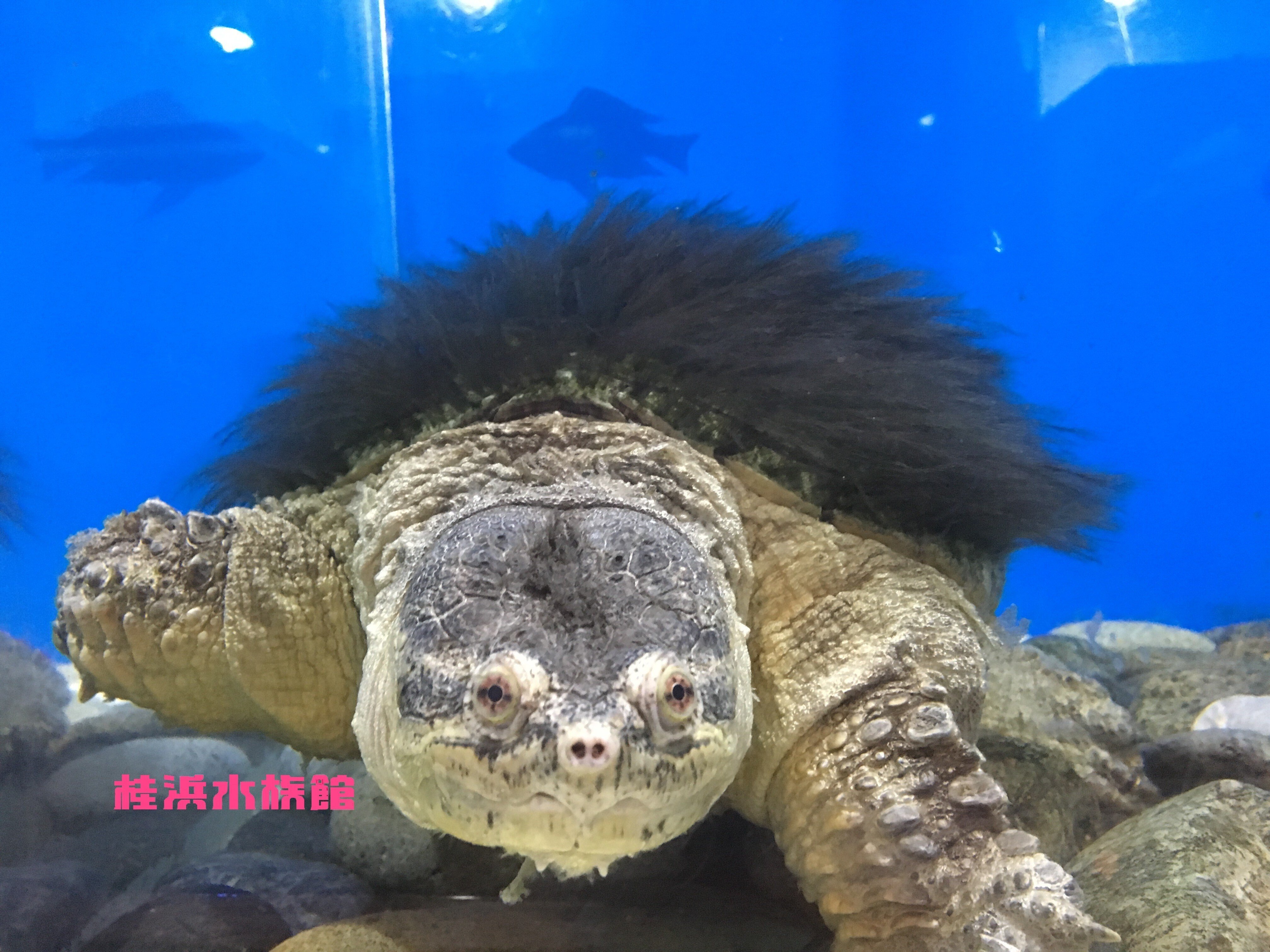 🐢🐢今日は『世界カメの日』🐢🐢｜桂浜水族館 公式