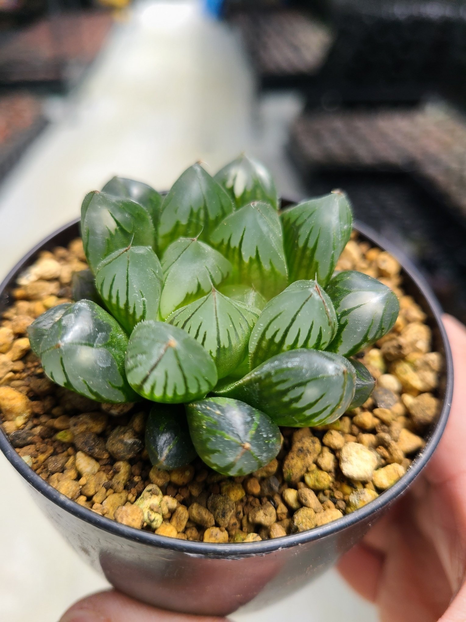 ハオルチアが徒長してしまったらどうする？原因と対策を把握して可愛く