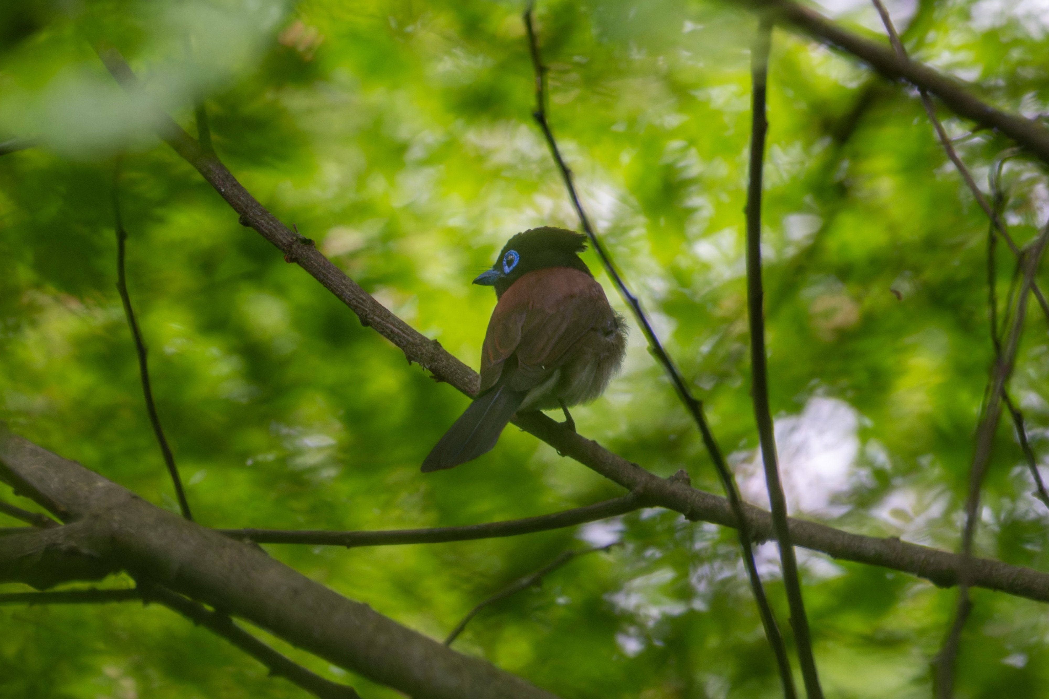 超特大 バリ島 南国 ジャングル 鳥 プンゴセカンスタイル 埼玉北部引取歓迎 超特大 バリ島 南国 ジャングル 鳥 プンゴセカンスタイル 埼玉