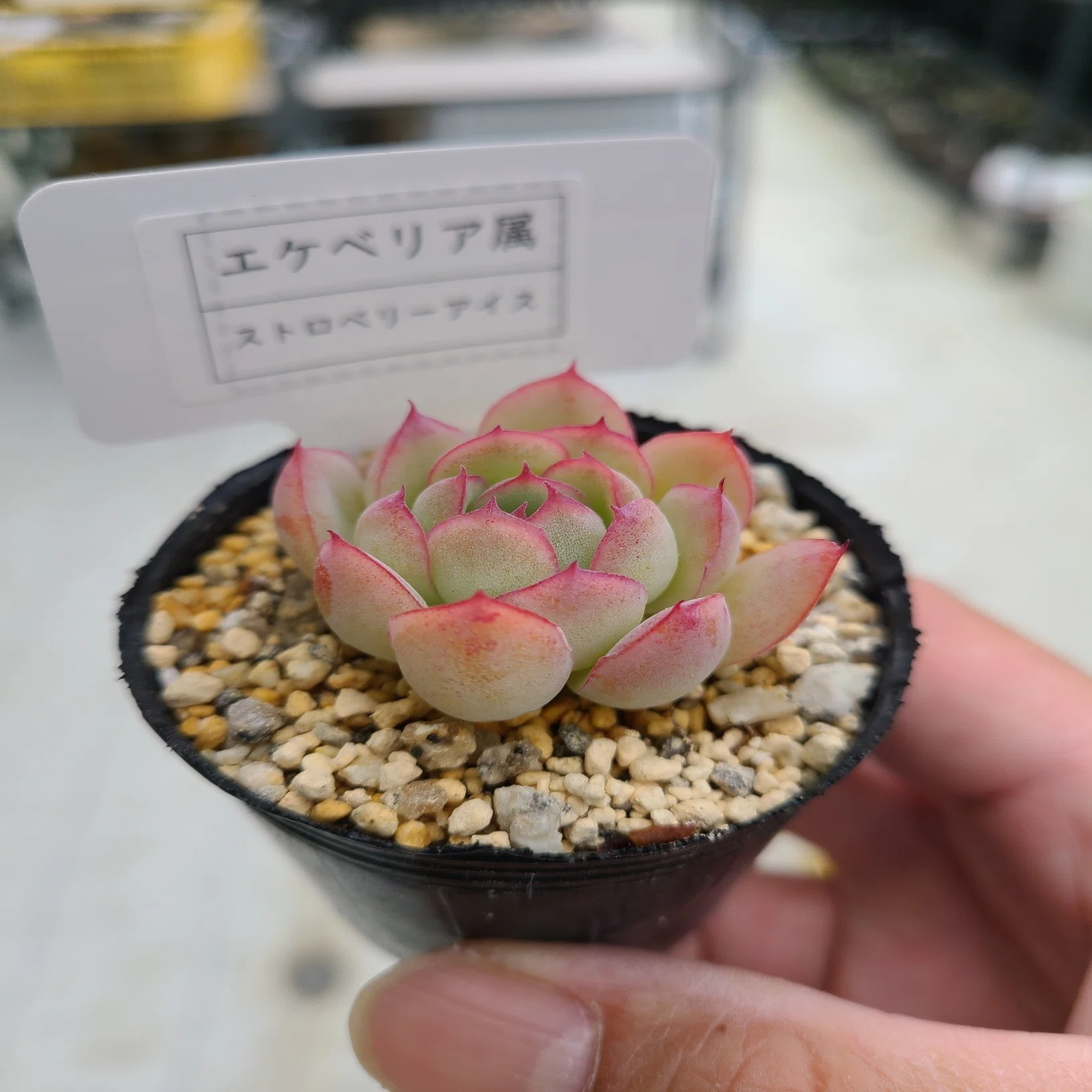 エケベリアを美しく紅葉させるコツと「おすすめ10品種」｜midoritoridori