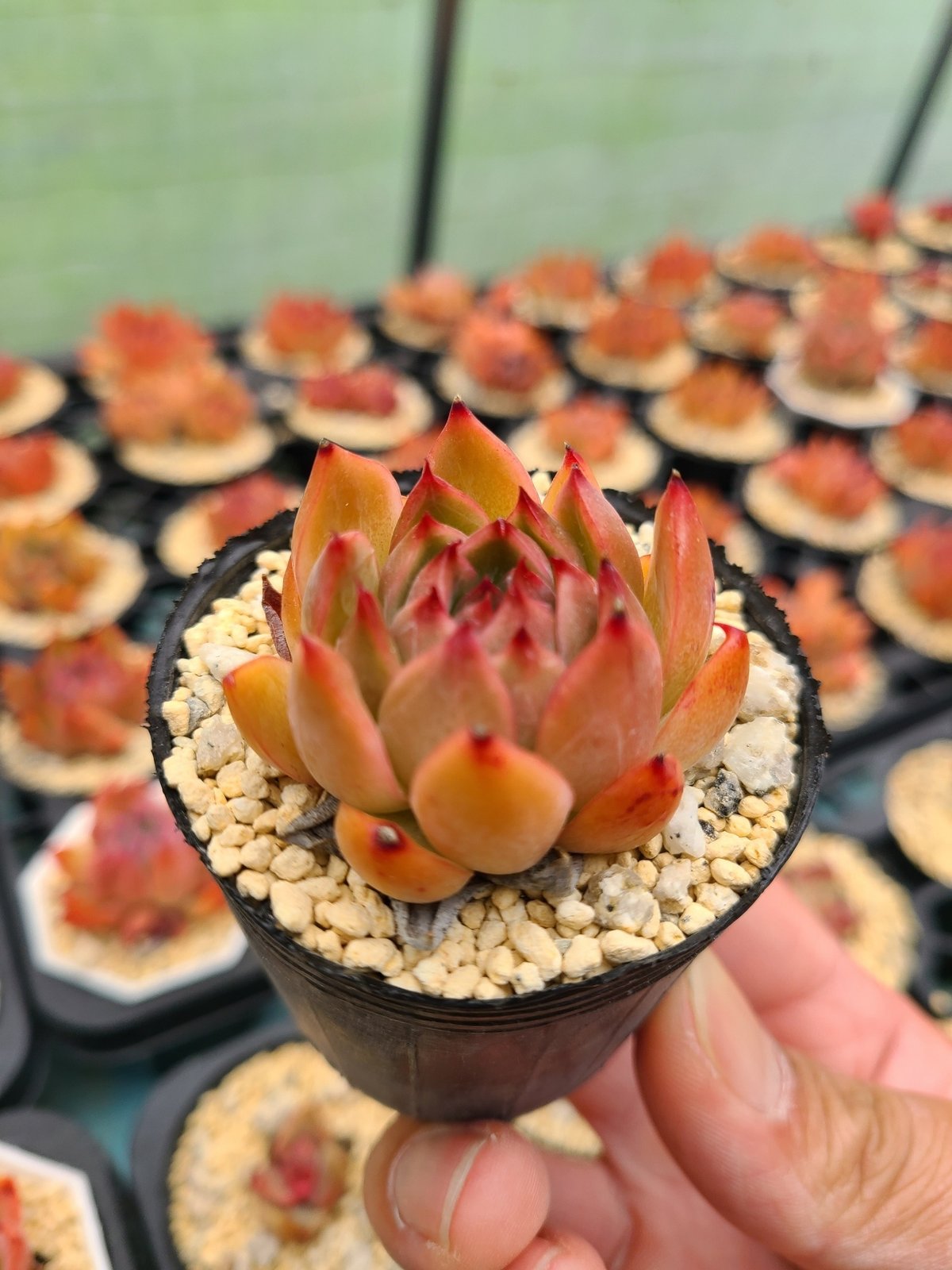 エケベリアを美しく紅葉させるコツと「おすすめ10品種」｜midoritoridori 