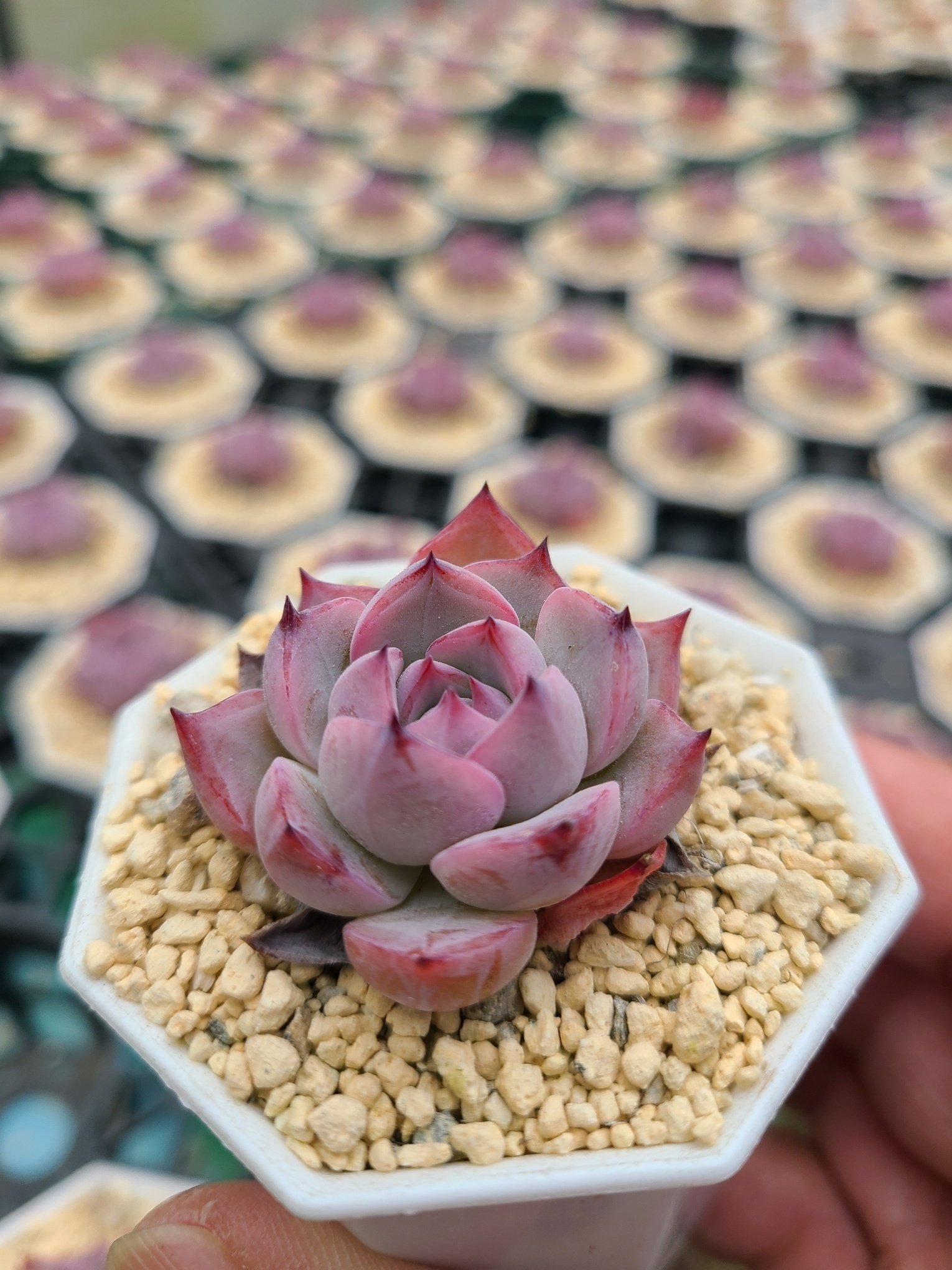 多肉植物 図鑑 写真で楽しむ｜見て・知って・育てる多肉植物の世界