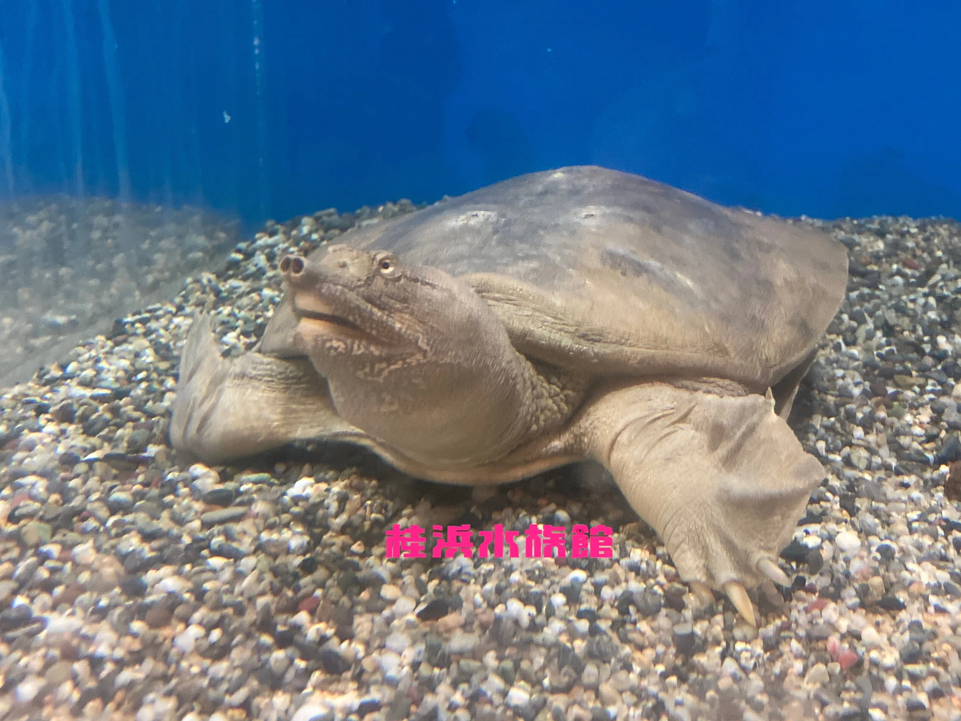 🐢🐢今日は『世界カメの日』🐢🐢｜桂浜水族館 公式