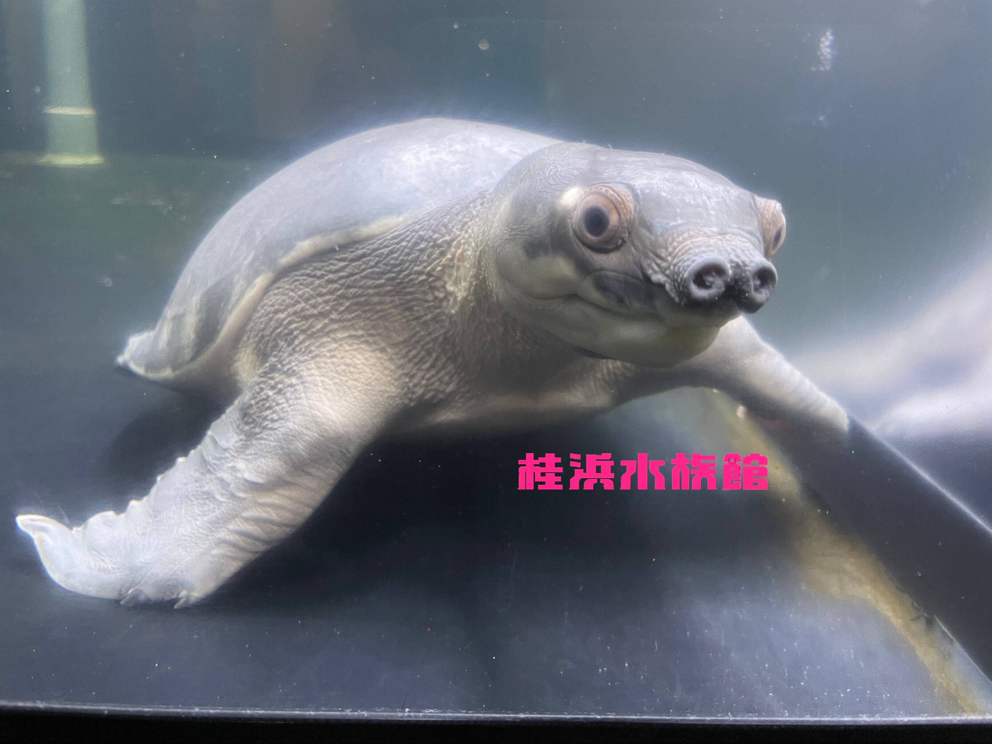🐢🐢今日は『世界カメの日』🐢🐢｜桂浜水族館 公式