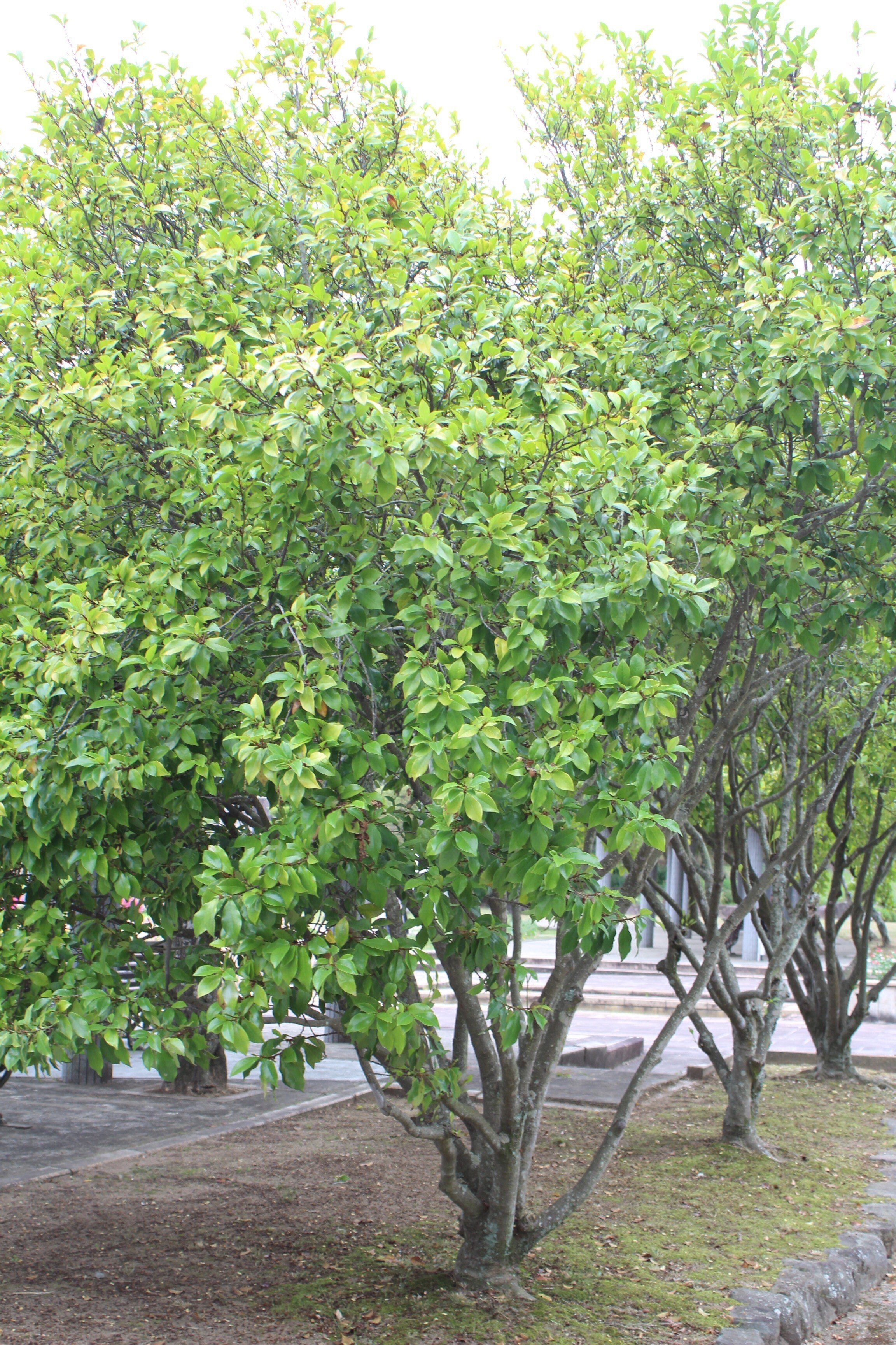 ✴️ カラタネオガタマ ✴️ 都築 ✴️ 良い香り✴️ トウオガタマ (カラタネオガタマ） | 山科植物資料館