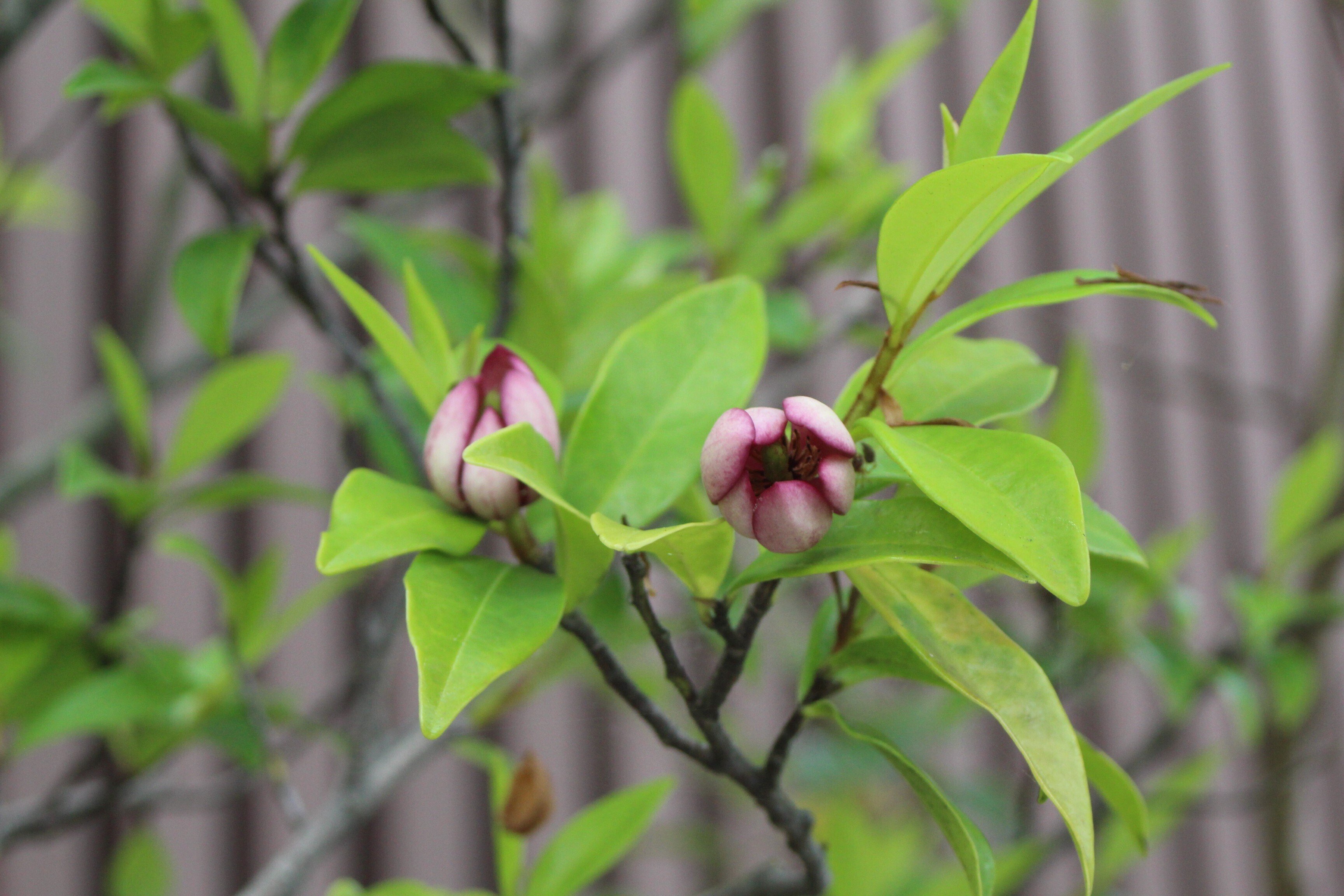 カラタネオガタマ（トウオガタマ）｜あおはくたき