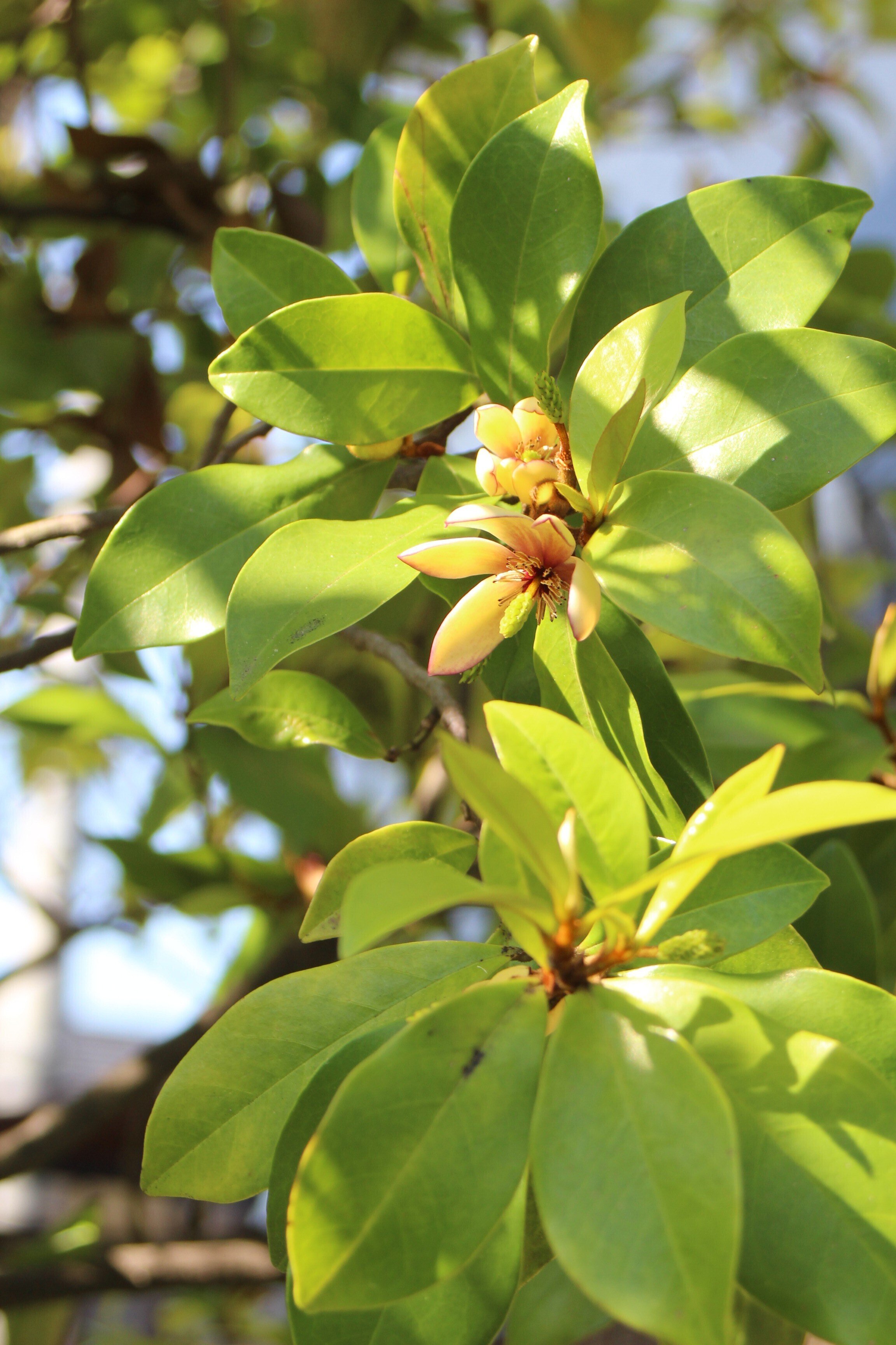 ✴️ カラタネオガタマ ✴️ 都築 ✴️ 良い香り✴️ カラタネオガタマ（トウオガタマ）｜あおはくたき