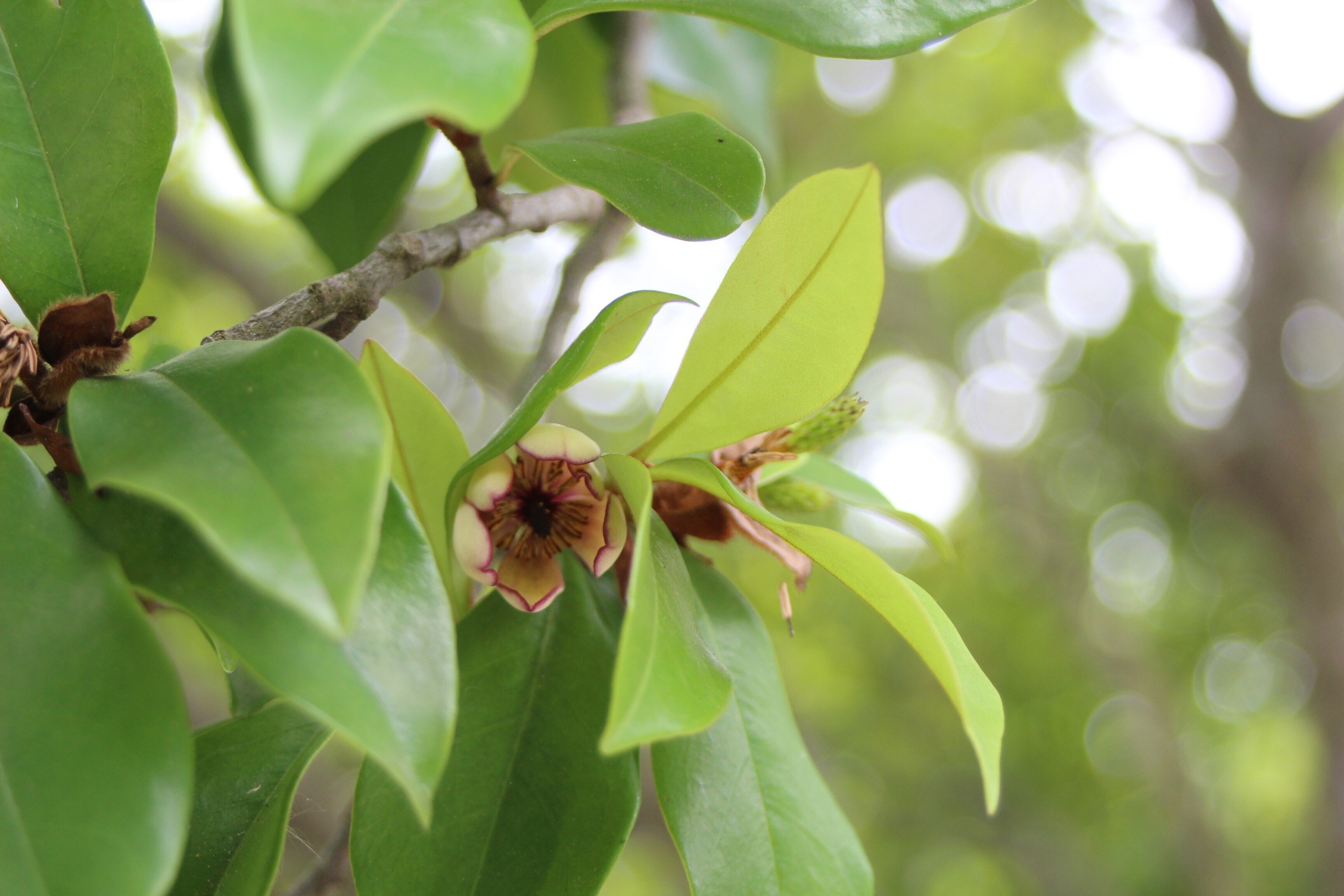 カラタネオガタマ（トウオガタマ）｜あおはくたき