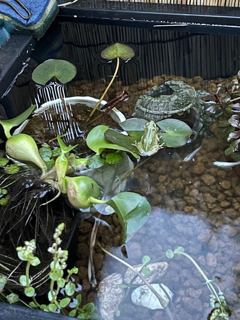 なごみ池 ひょうたん池 トロ舟 メダカ みかげ調プラ池 ひょうたん池