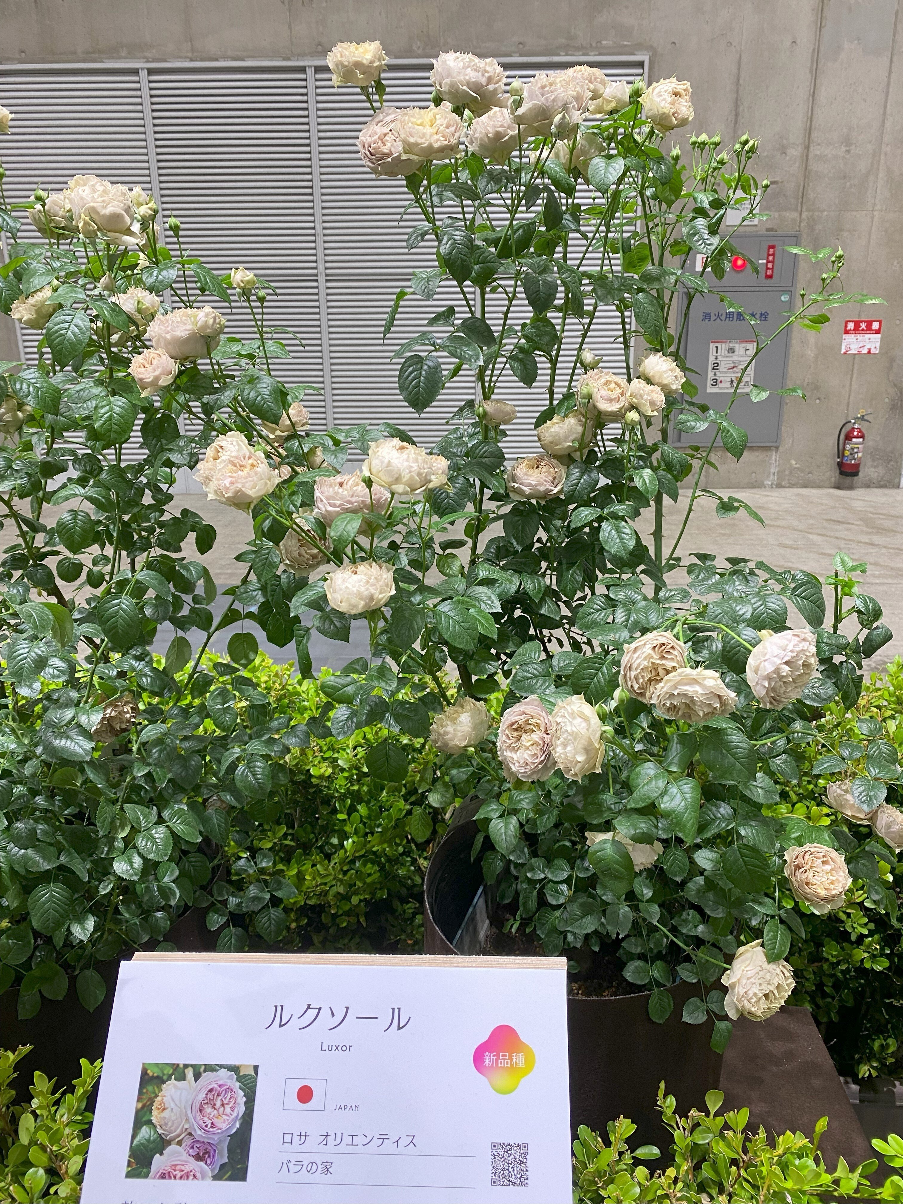 横浜フラワー＆ガーデンフェスティバル2024 レポート｜花千果モナ