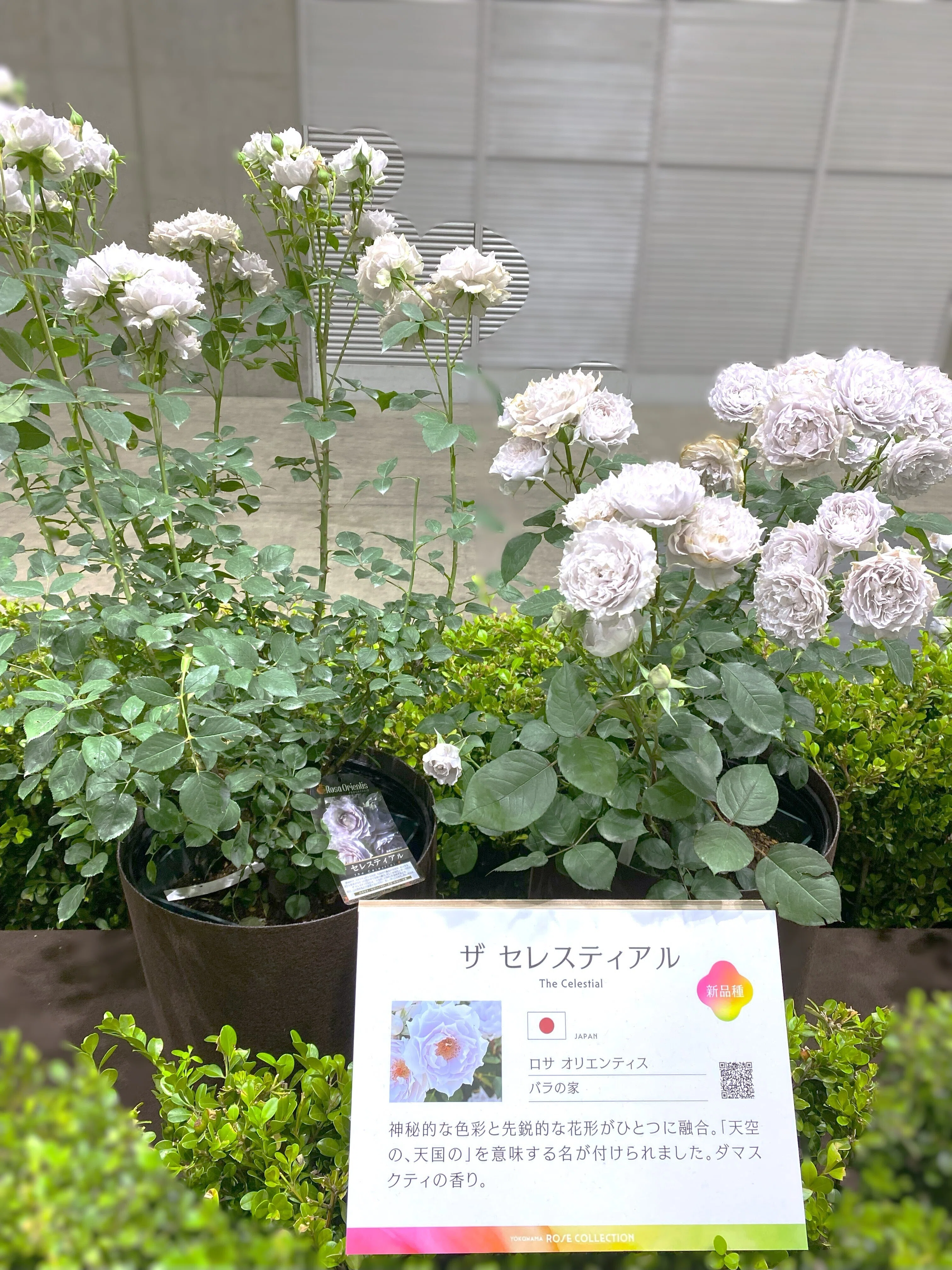イタリア製 ランウェイ 青に染まる白薔薇のフローラルガーデンカーディガン ラメ2WAYシャギーニットカーディガン - ベルーナ【公式】