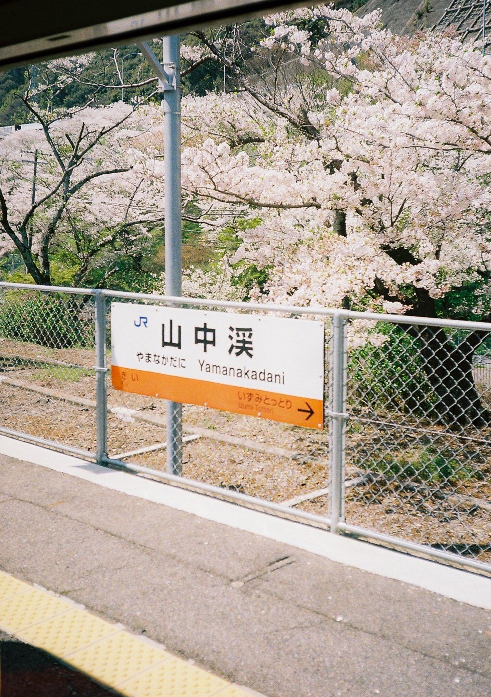 桜も咲いていたので、フィルムカメラと散歩した。｜Ramune.