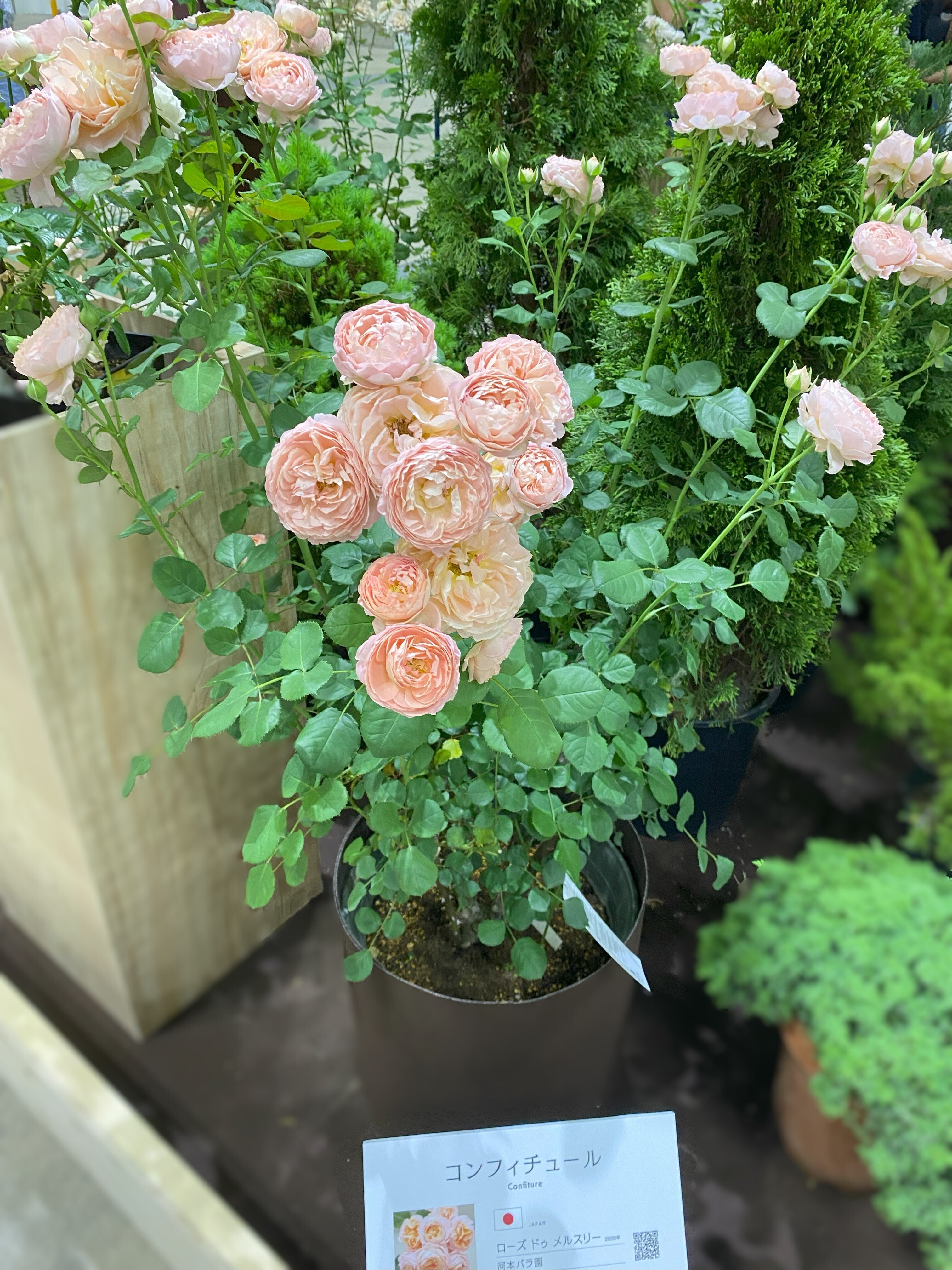 横浜フラワー＆ガーデンフェスティバル2024 レポート｜花千果モナ