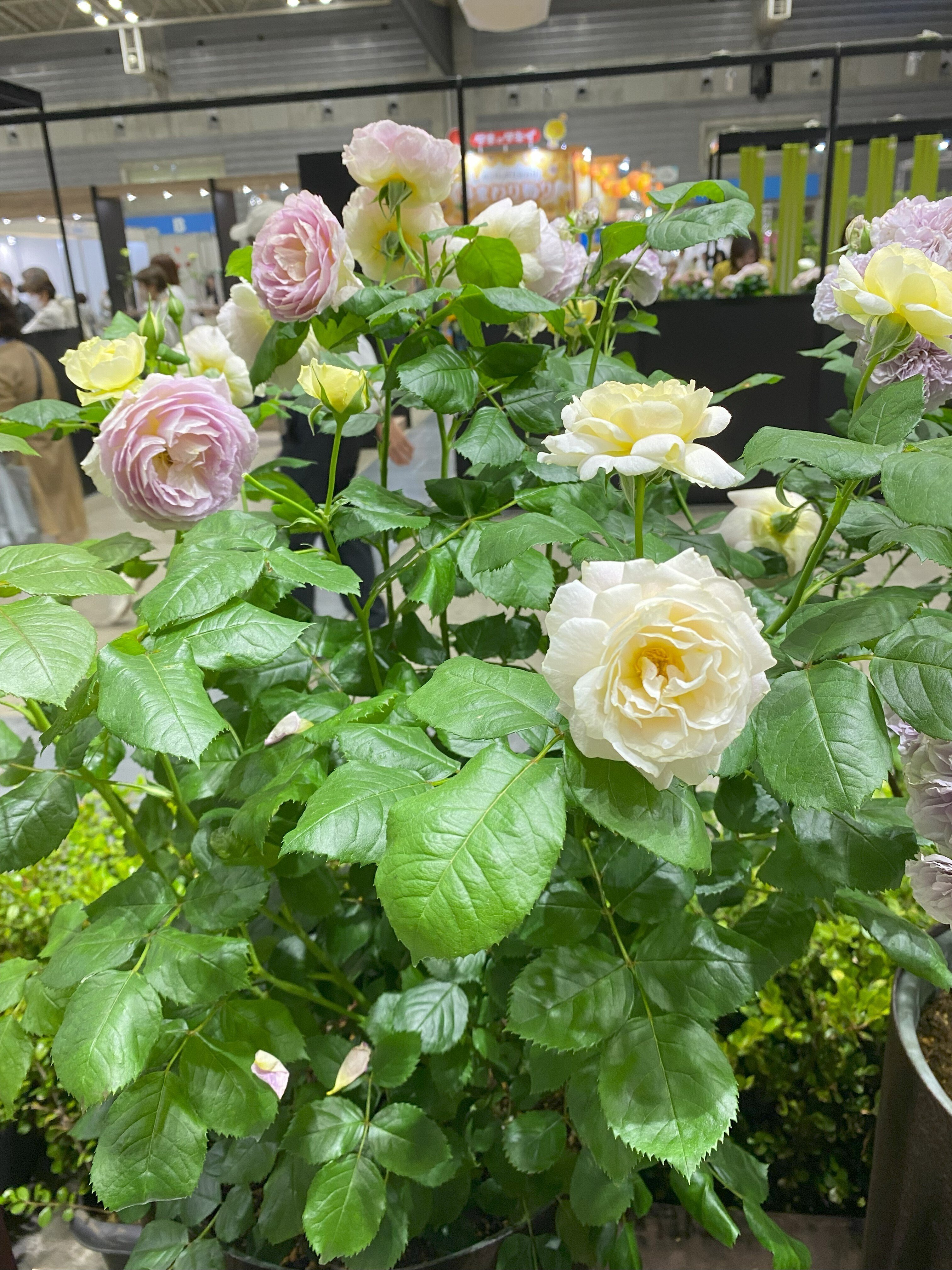 横浜フラワー＆ガーデンフェスティバル2024 レポート｜花千果モナ