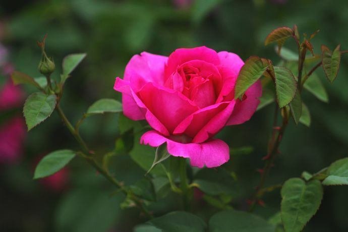 花便り＞薔薇in中之島公園｜清愁