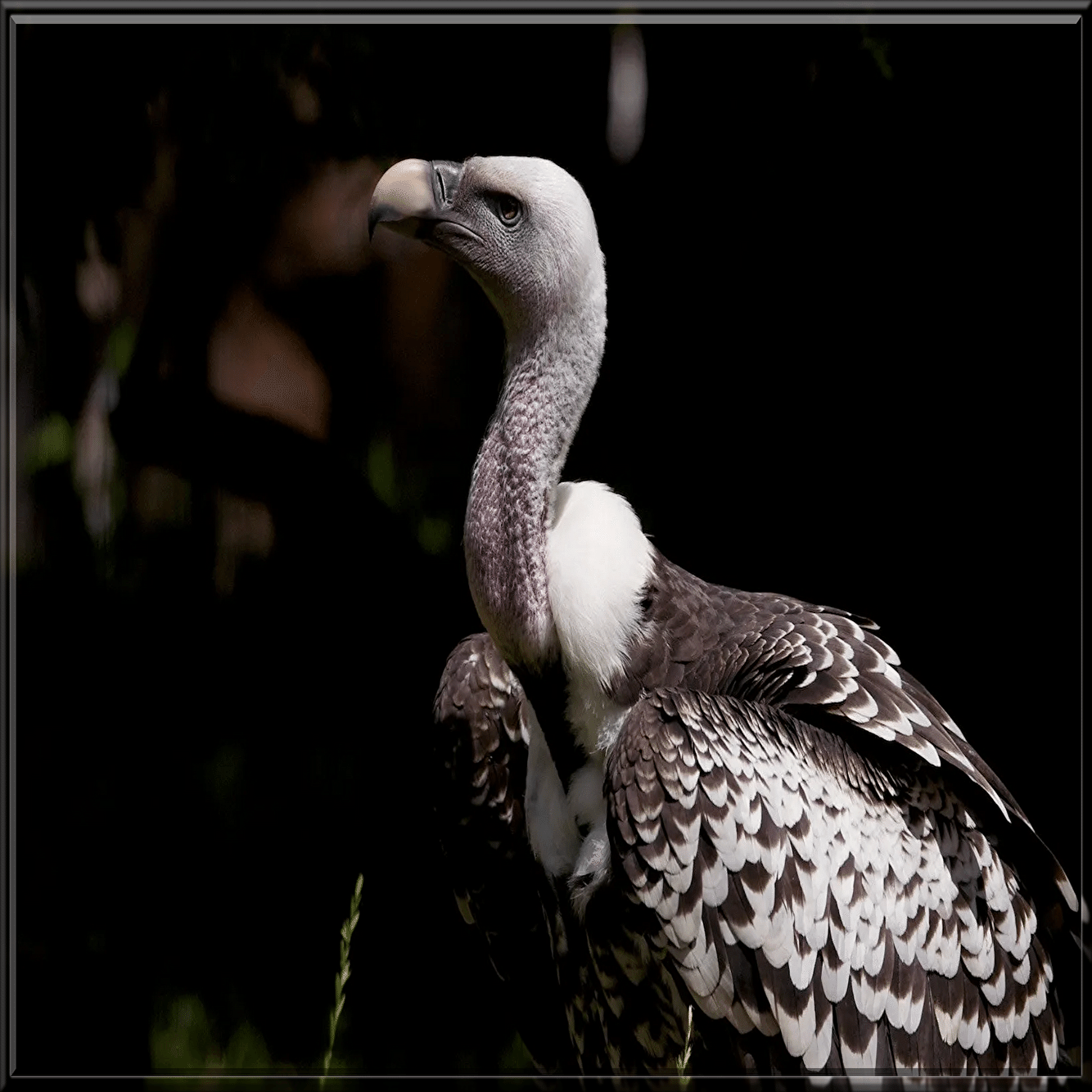 テクノロジー「上空11300mの鳥」｜ジョー「鏡面反射のデジタルアート