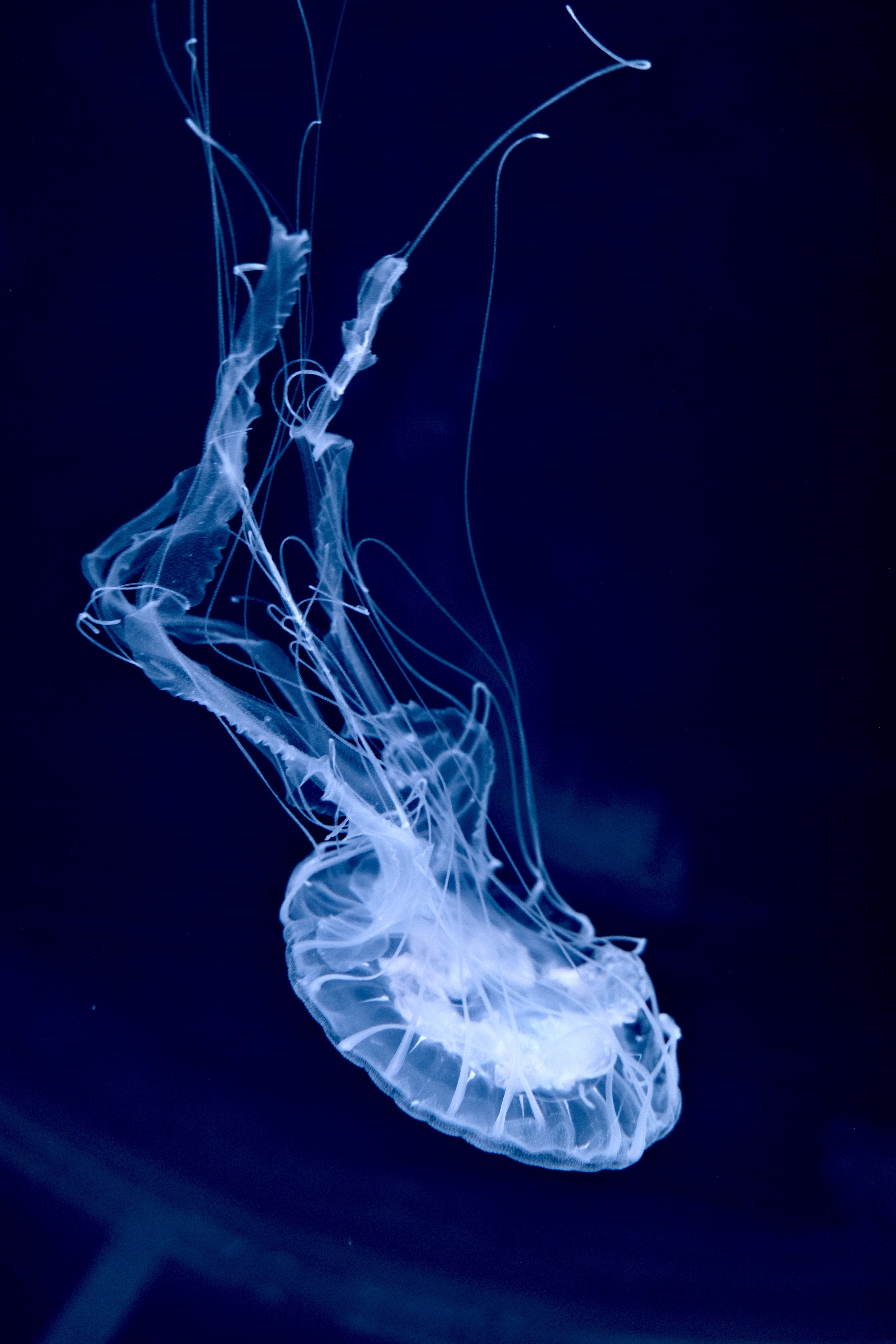 クラゲさんへ クラゲ三太夫艦長 (@kurage3dayouno2) / X