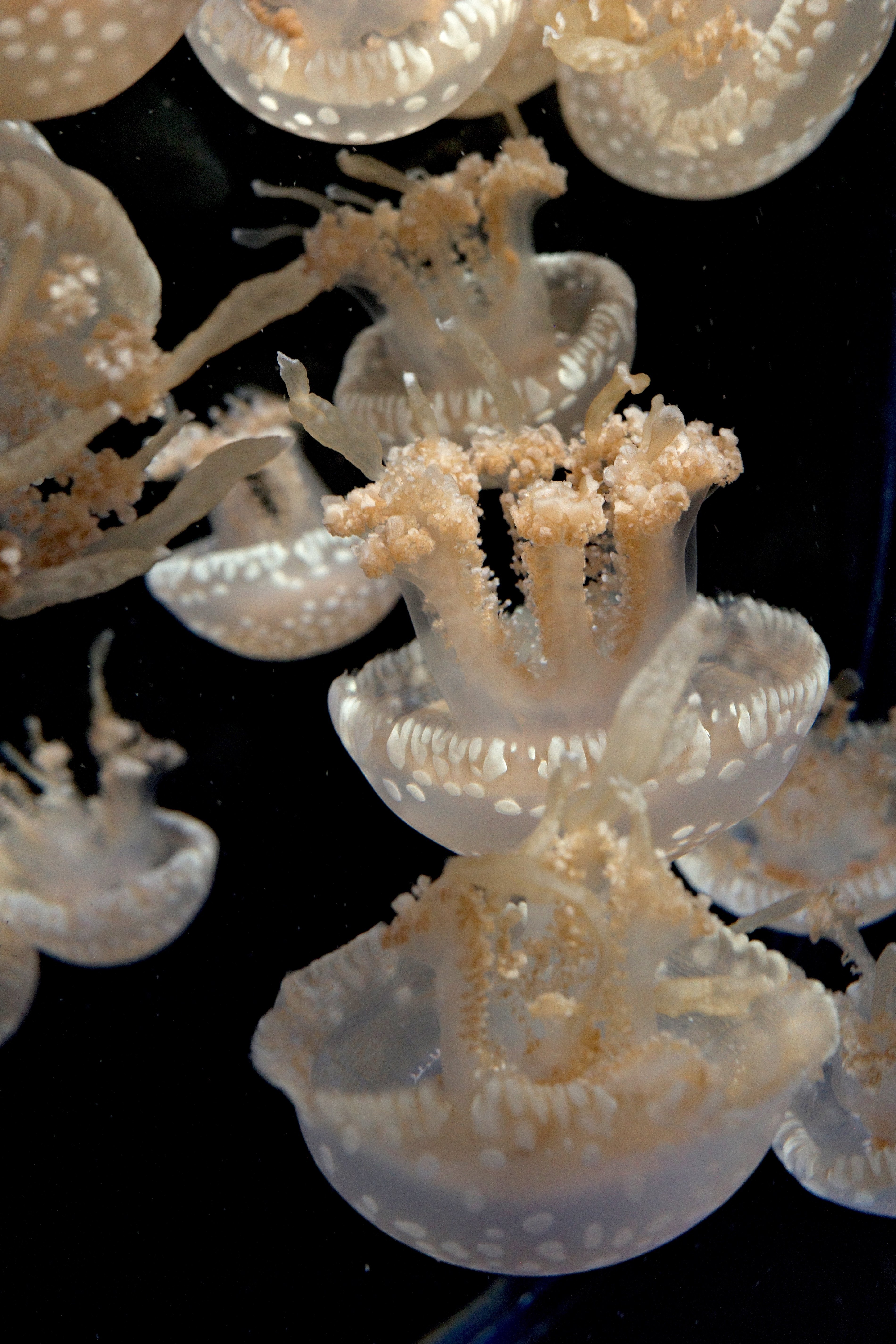 クラゲさんへ クラゲ三太夫艦長 (@kurage3dayouno2) / X