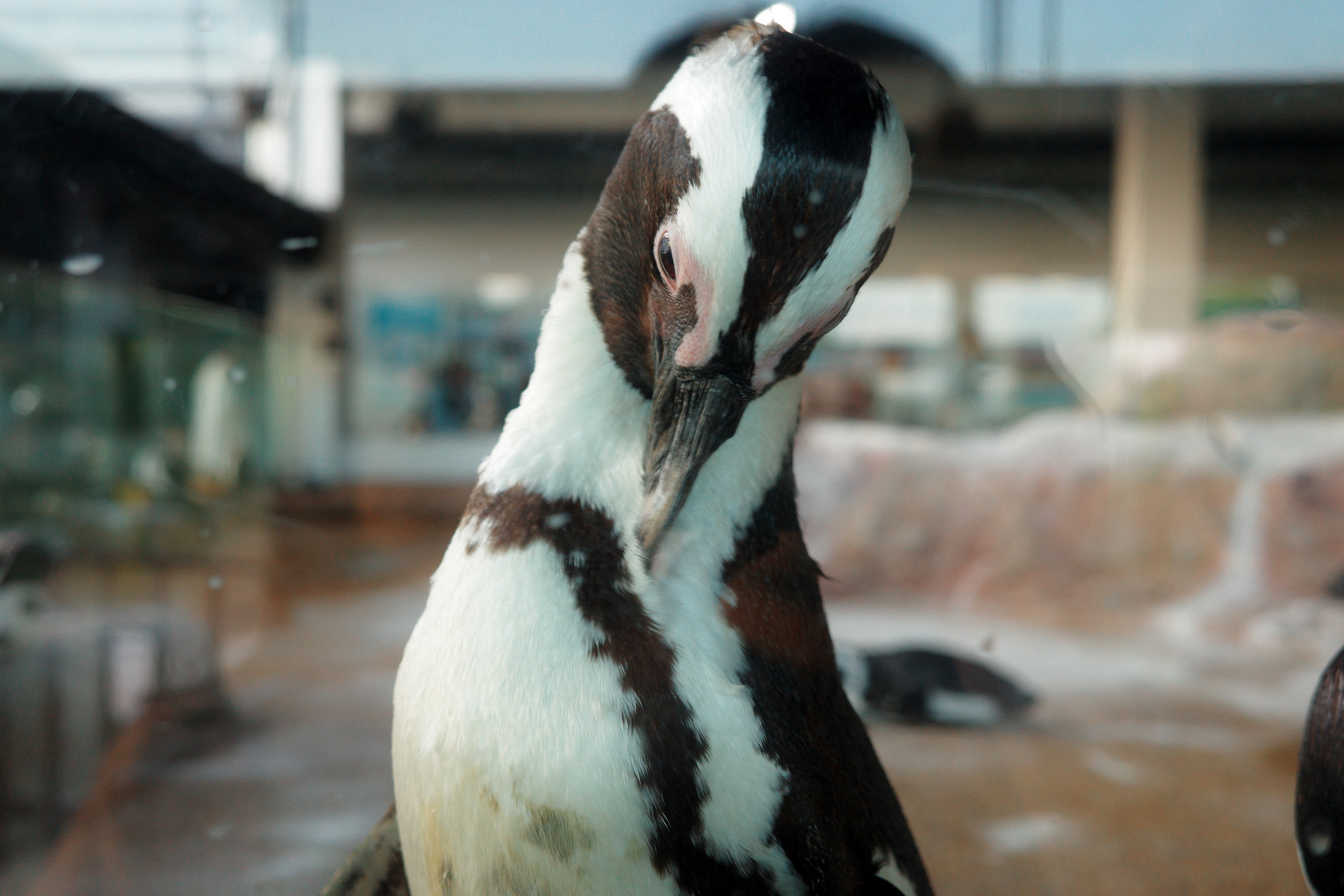 クラゲさんへ クラゲ三太夫艦長 (@kurage3dayouno2) / X