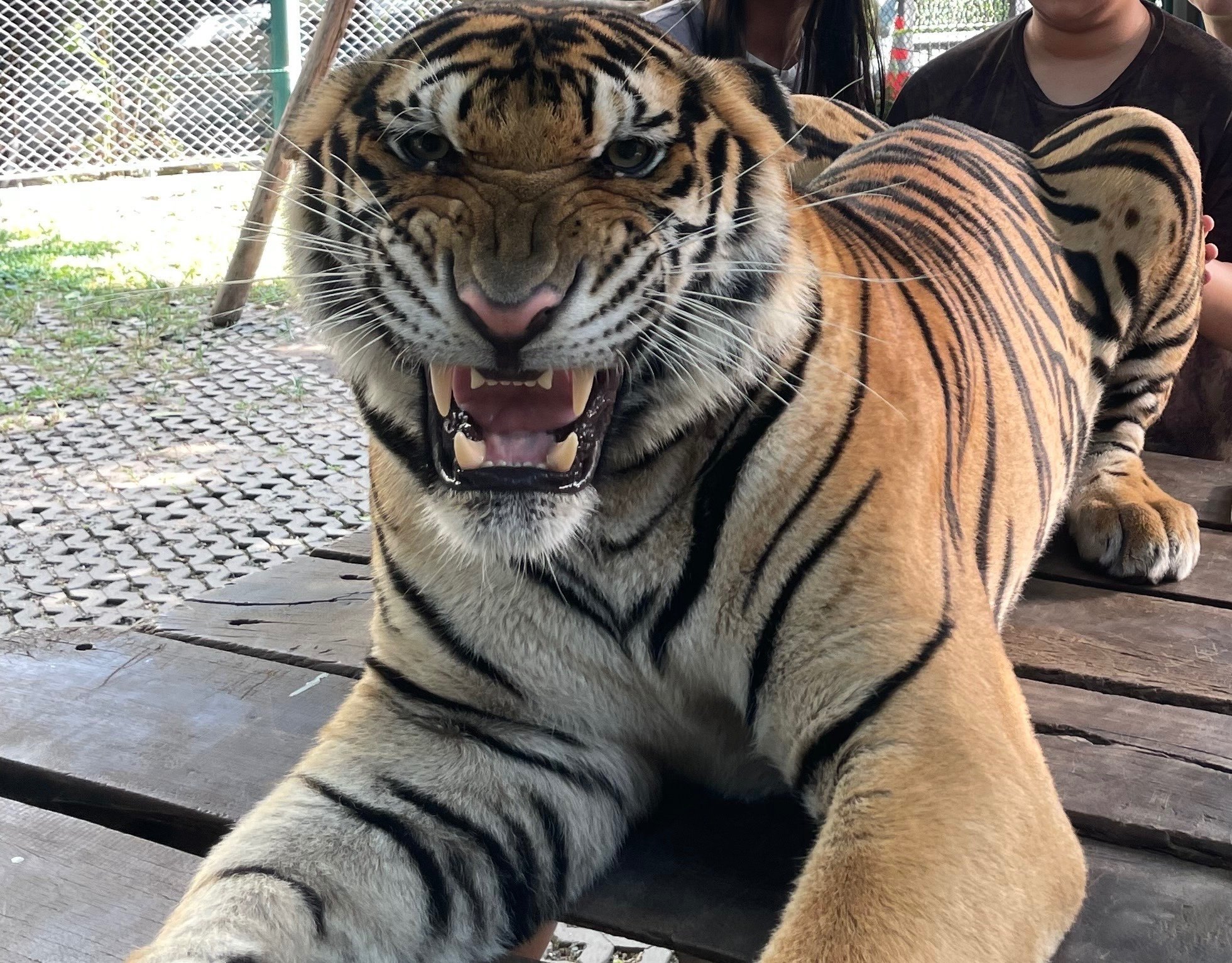 タイで虎をモフりながら、動物虐待を考えた日。｜aji