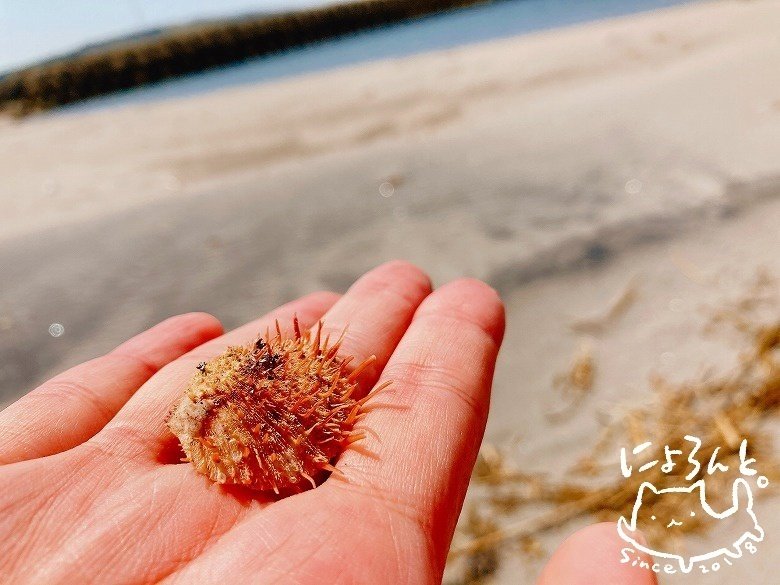 ちっちゃいウニ殻がいっぱいにネジガイも！米子市淀江漁港・北（妻木川