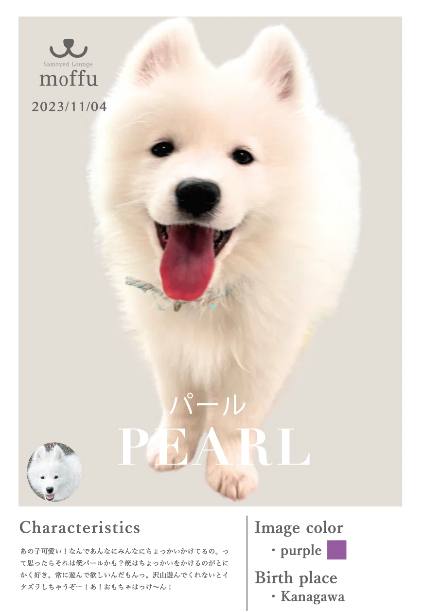 MY 引っ掻い SAMOYED 90