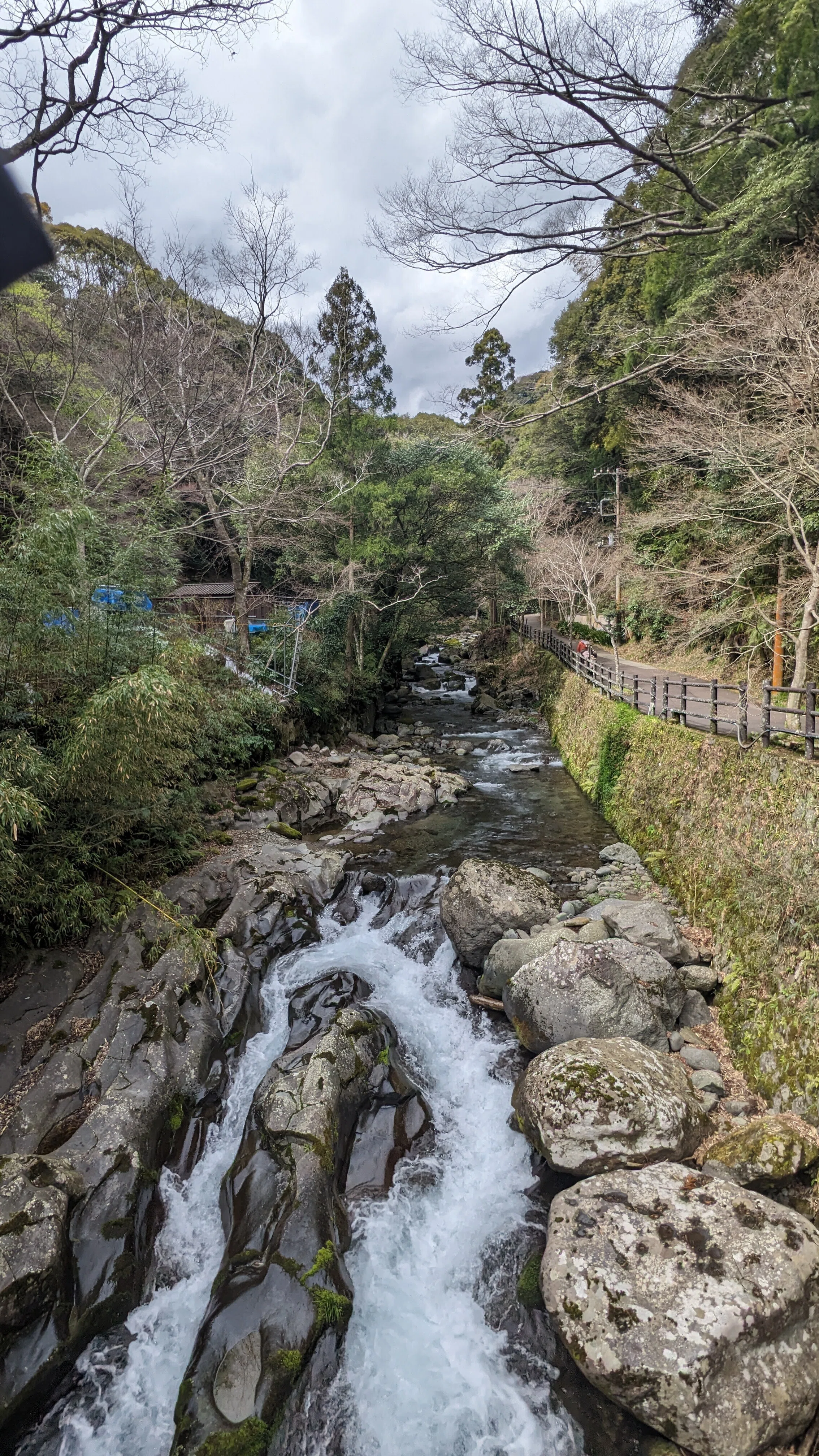 静岡旅2024(伊豆編:河津)｜ぬし