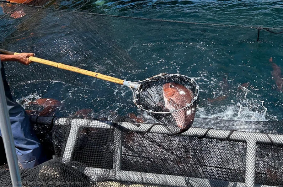 日本の水産業を元気に！新たな品質指標を確立し、魚の鮮度・うまみの